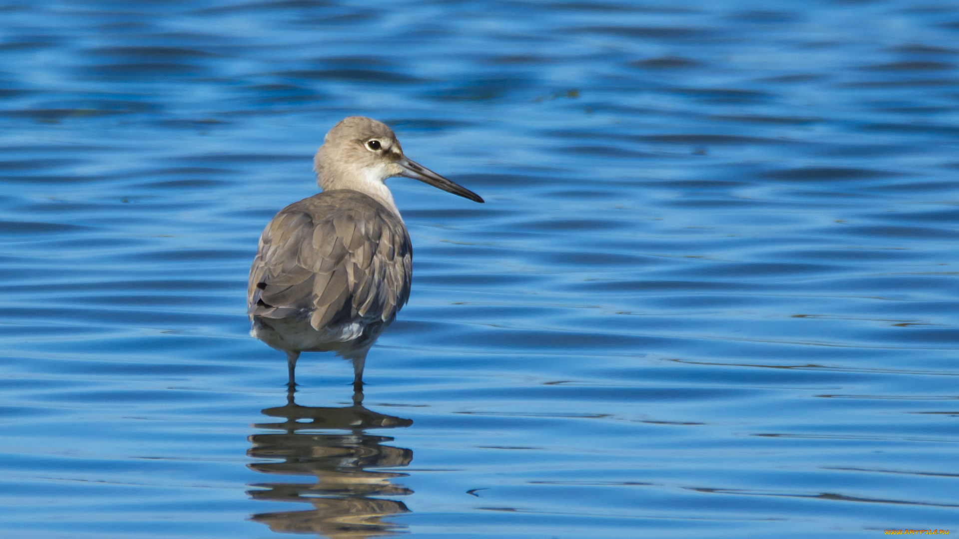 животные, птицы, вода