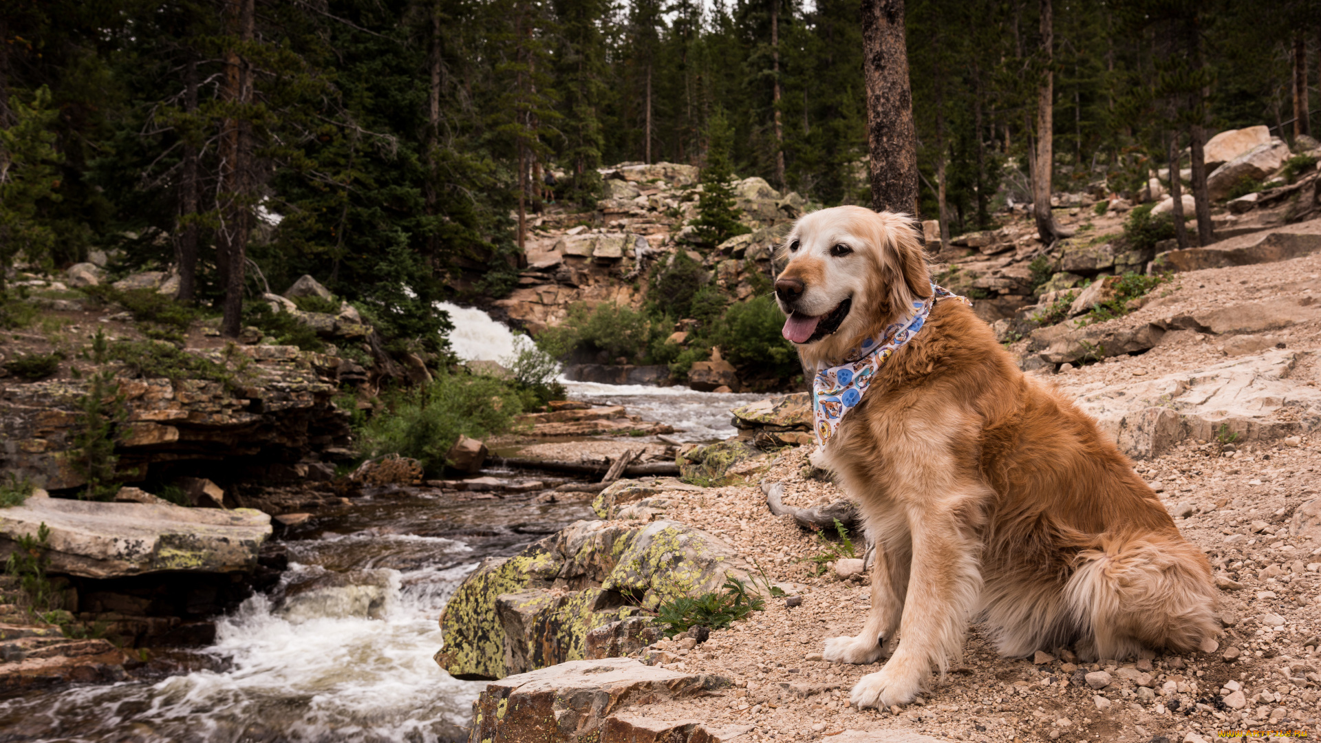 животные, собаки, ретривер