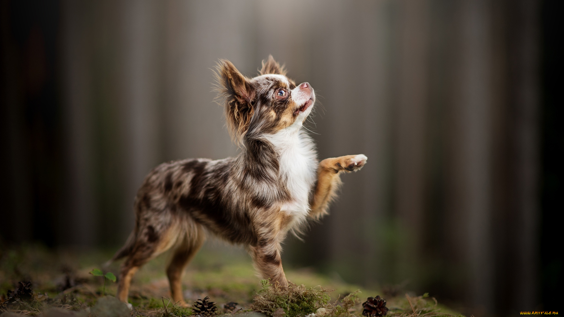 животные, собаки, собачонка, пёсик, лапка, чихуахуа, боке