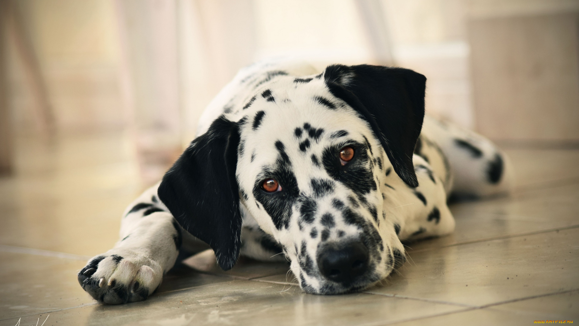 животные, собаки, взгляд, собака, морда