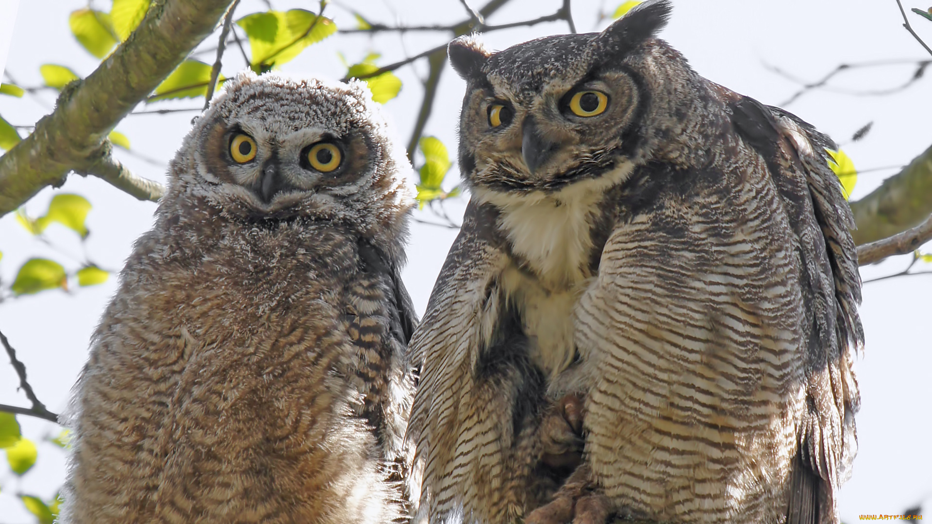 животные, совы