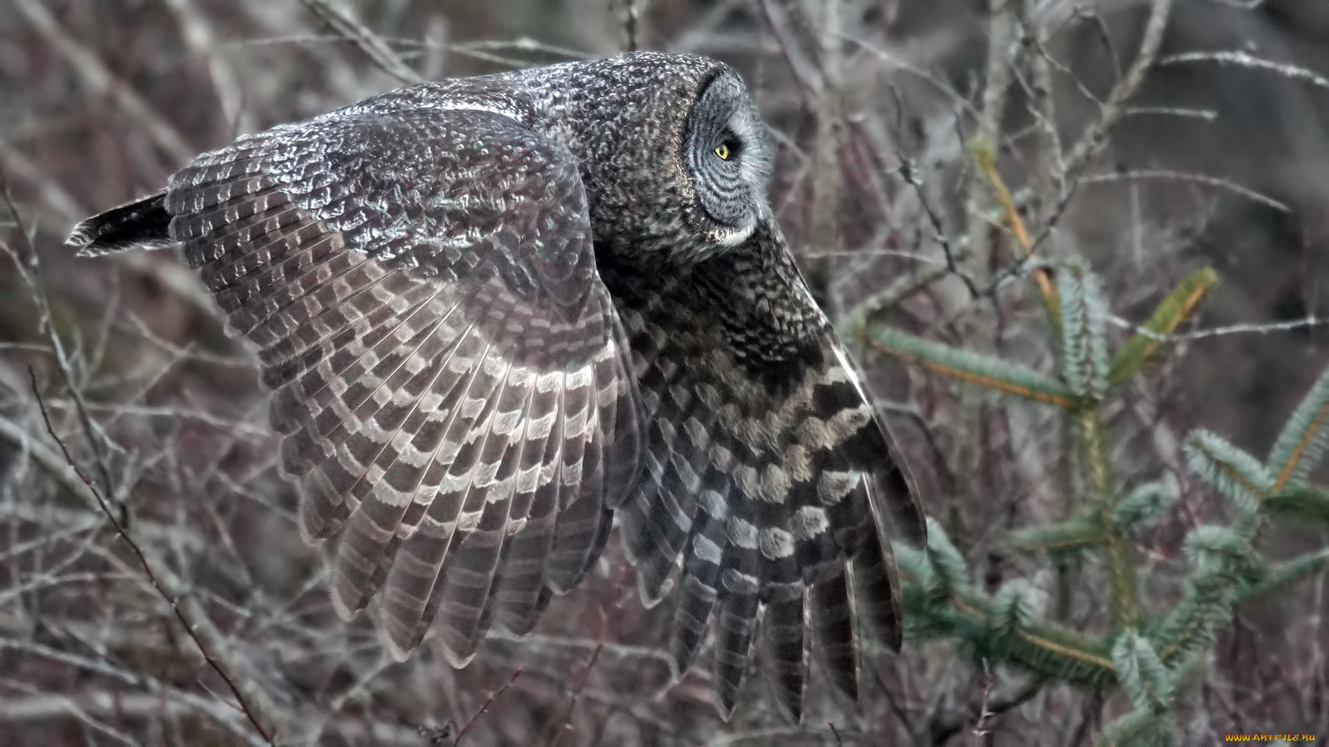 животные, совы, полёт