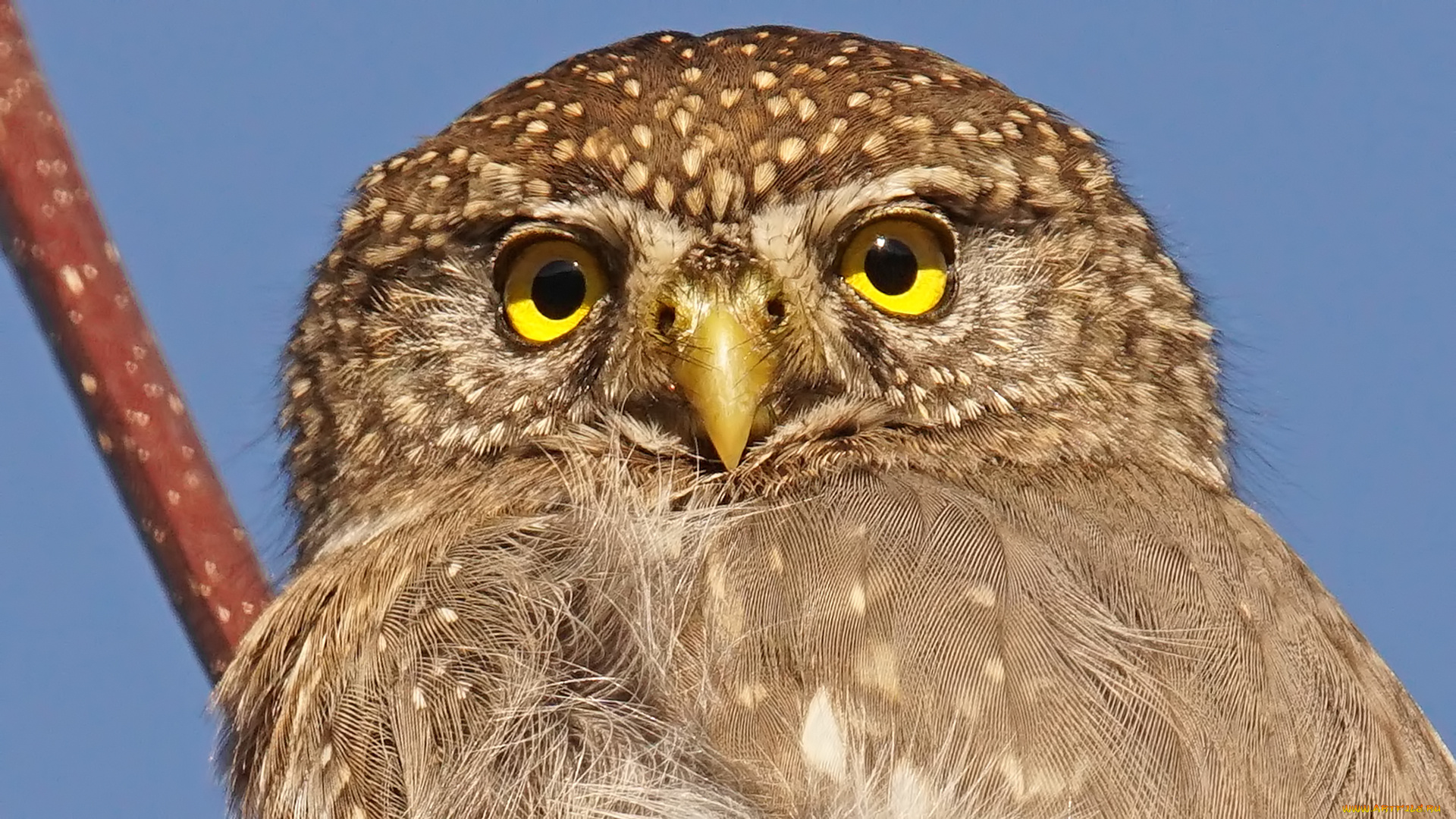 животные, совы, портрет