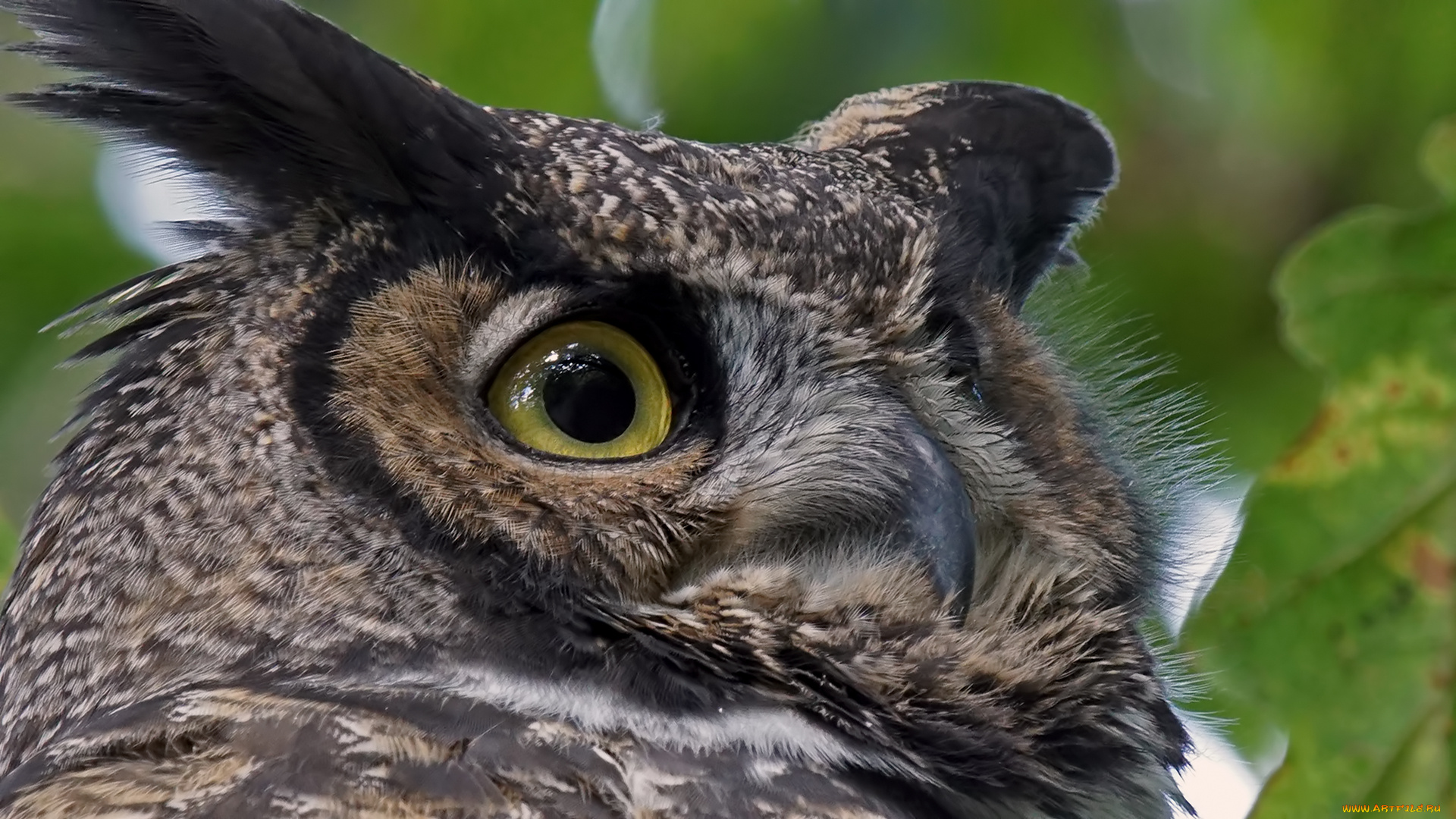 животные, совы, портрет