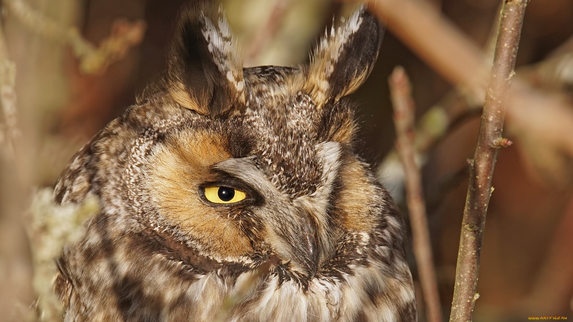 животные, совы, портрет