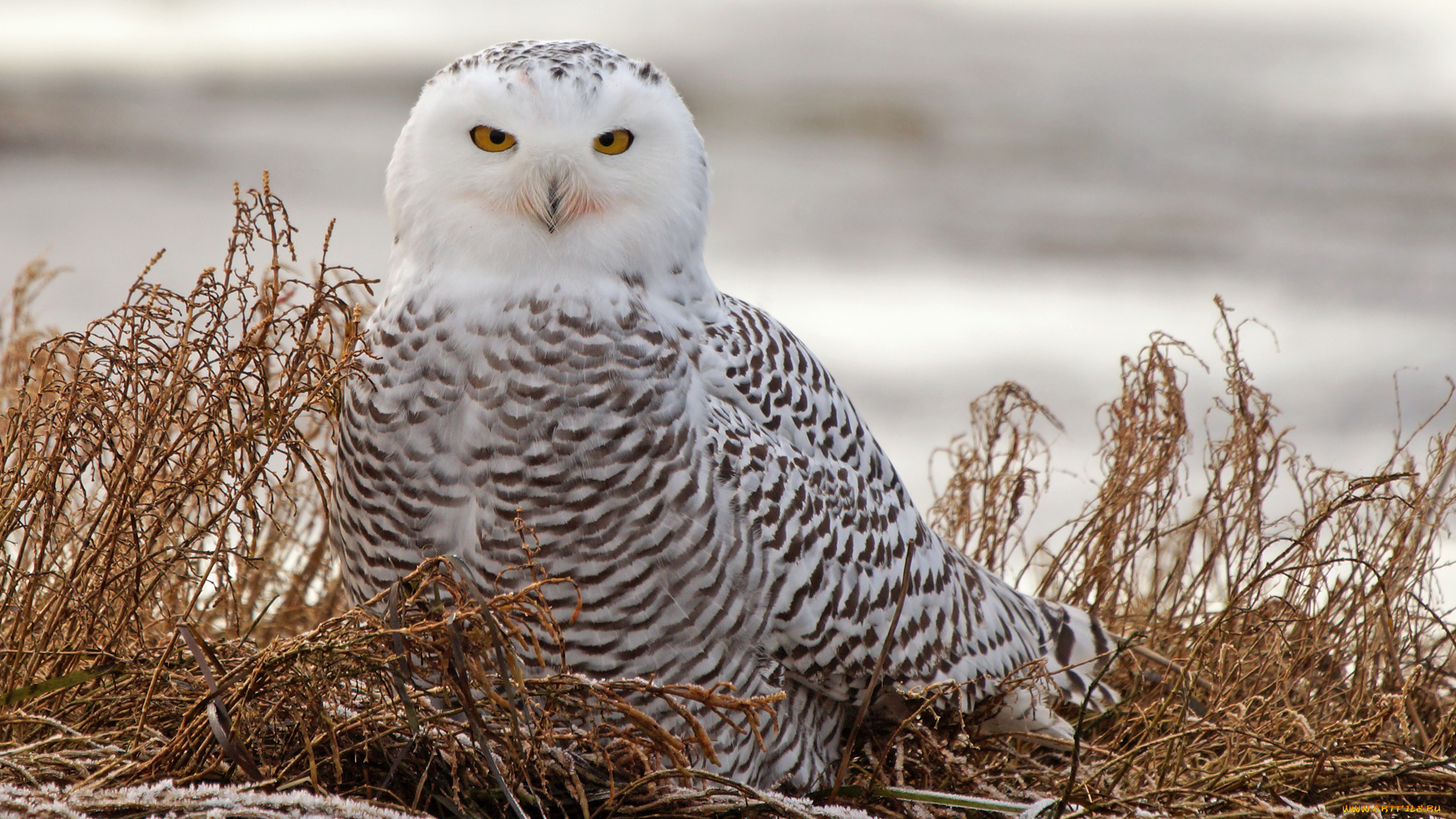 животные, совы, птица