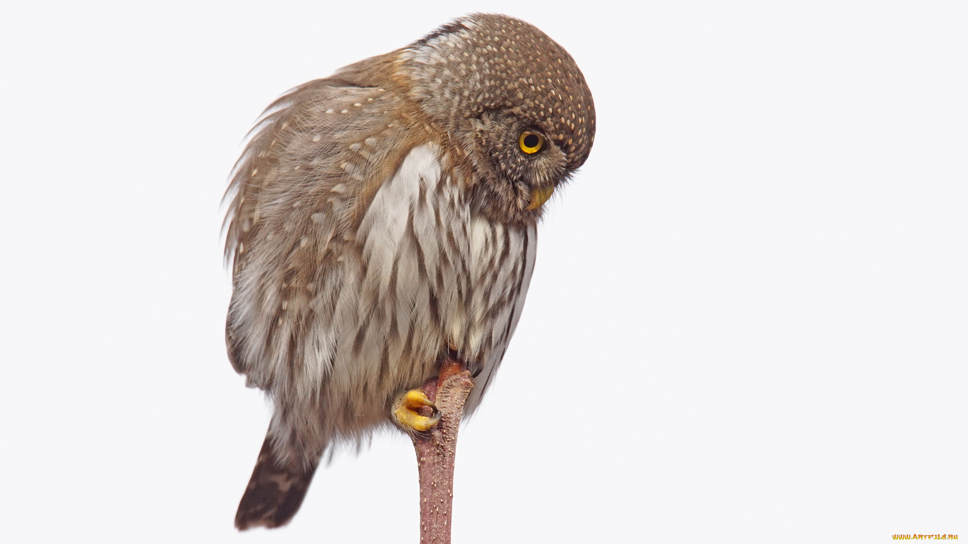 животные, совы, птица