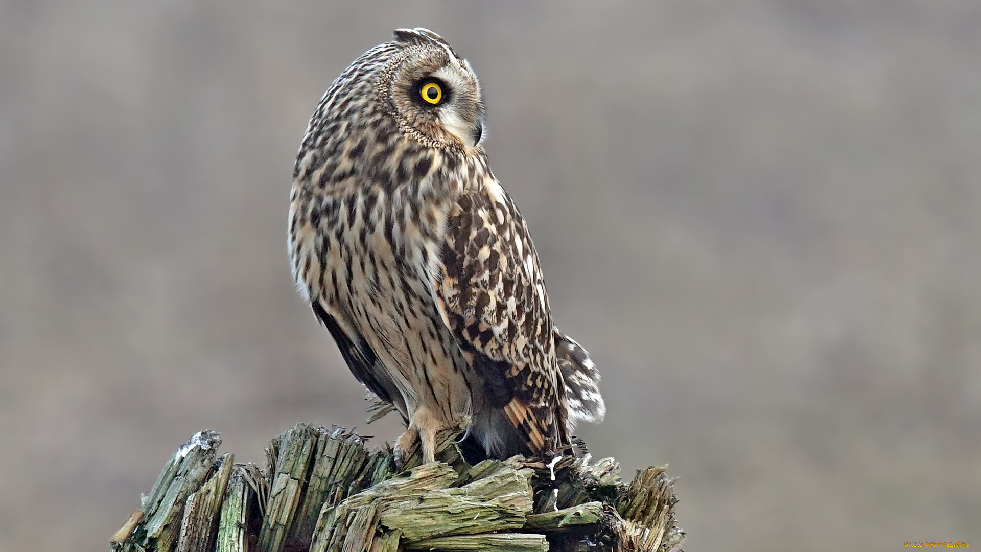 животные, совы, птица