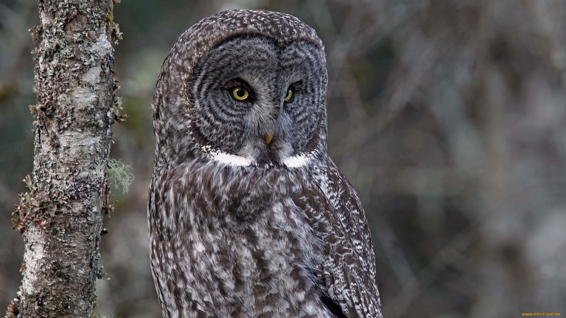 животные, совы, сова