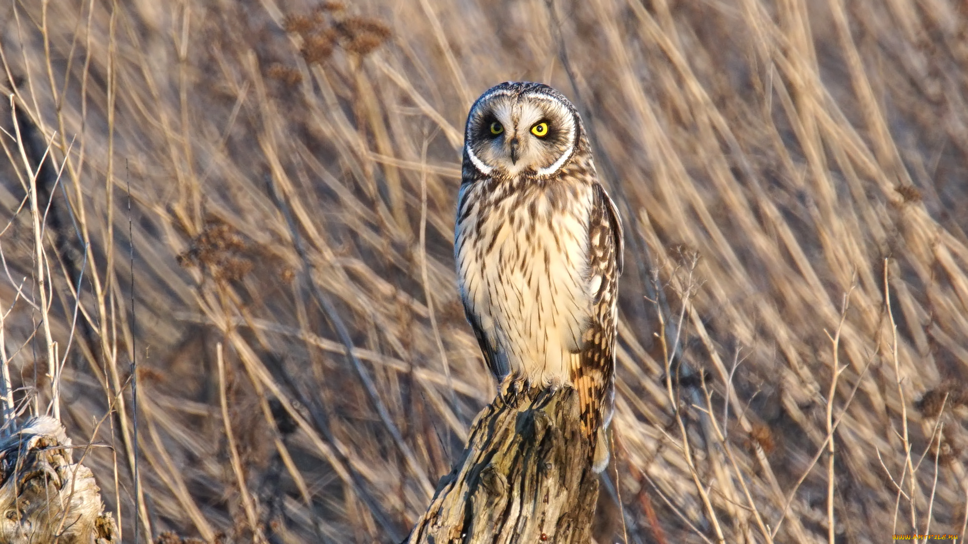 животные, совы, сова