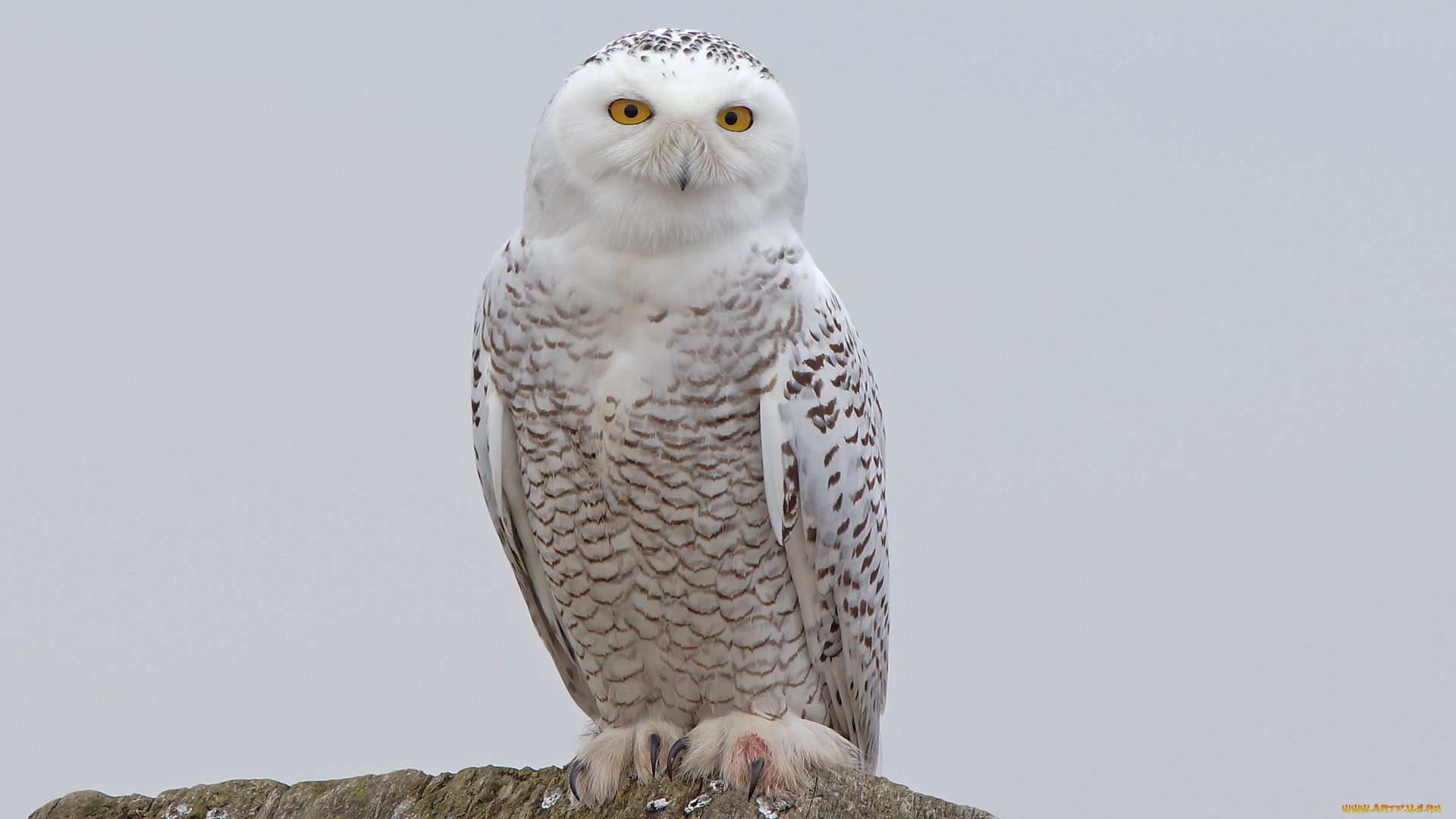 животные, совы, сова