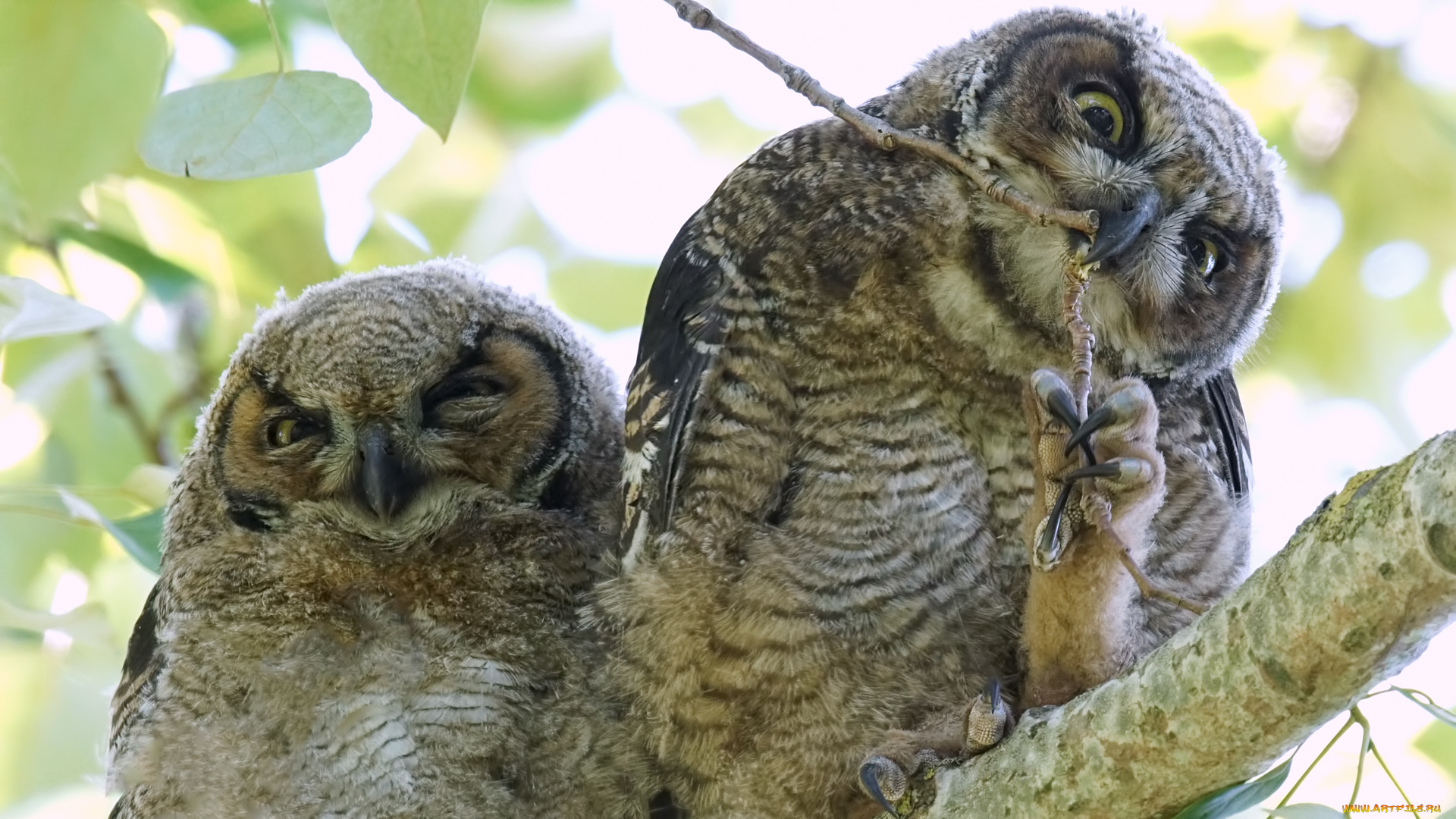 животные, совы, совята