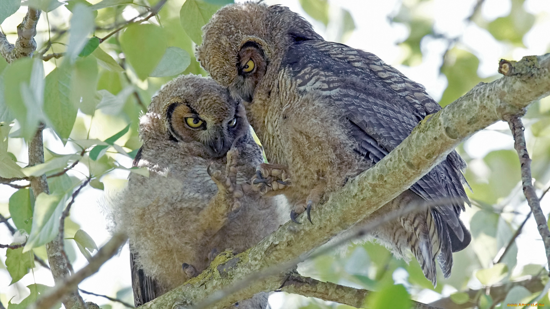 животные, совы, совята
