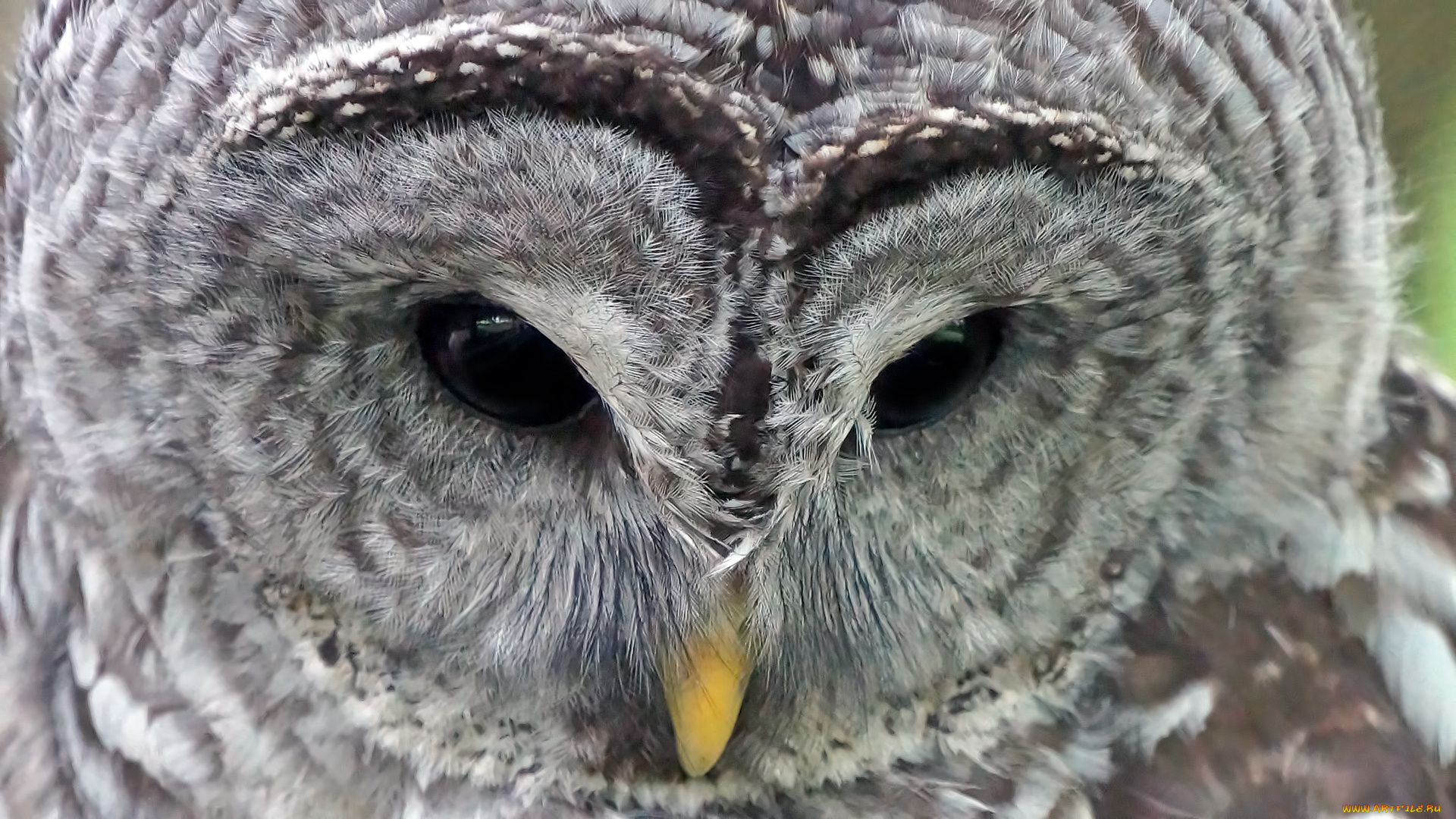 животные, совы, взгляд