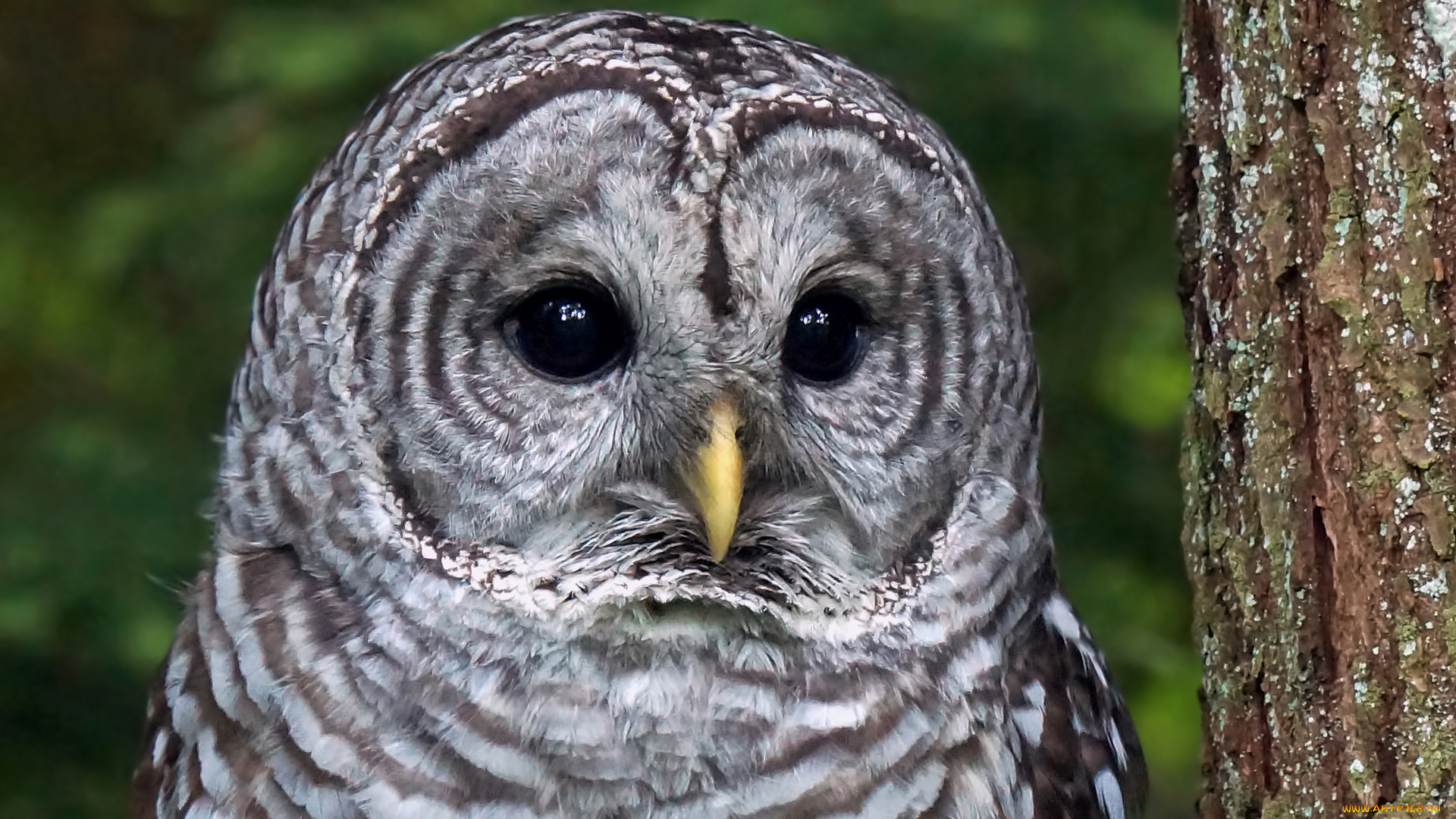 животные, совы, взгляд