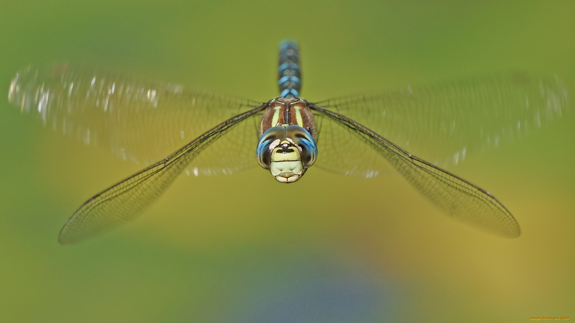 животные, стрекозы, макро