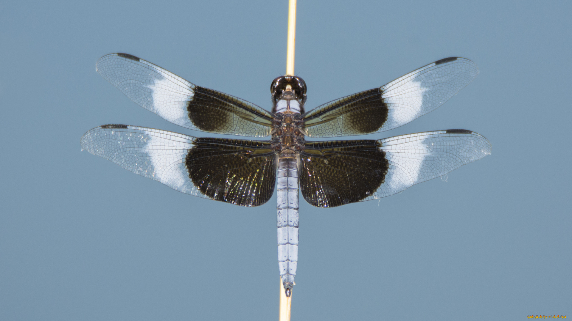 животные, стрекозы, стрекоза