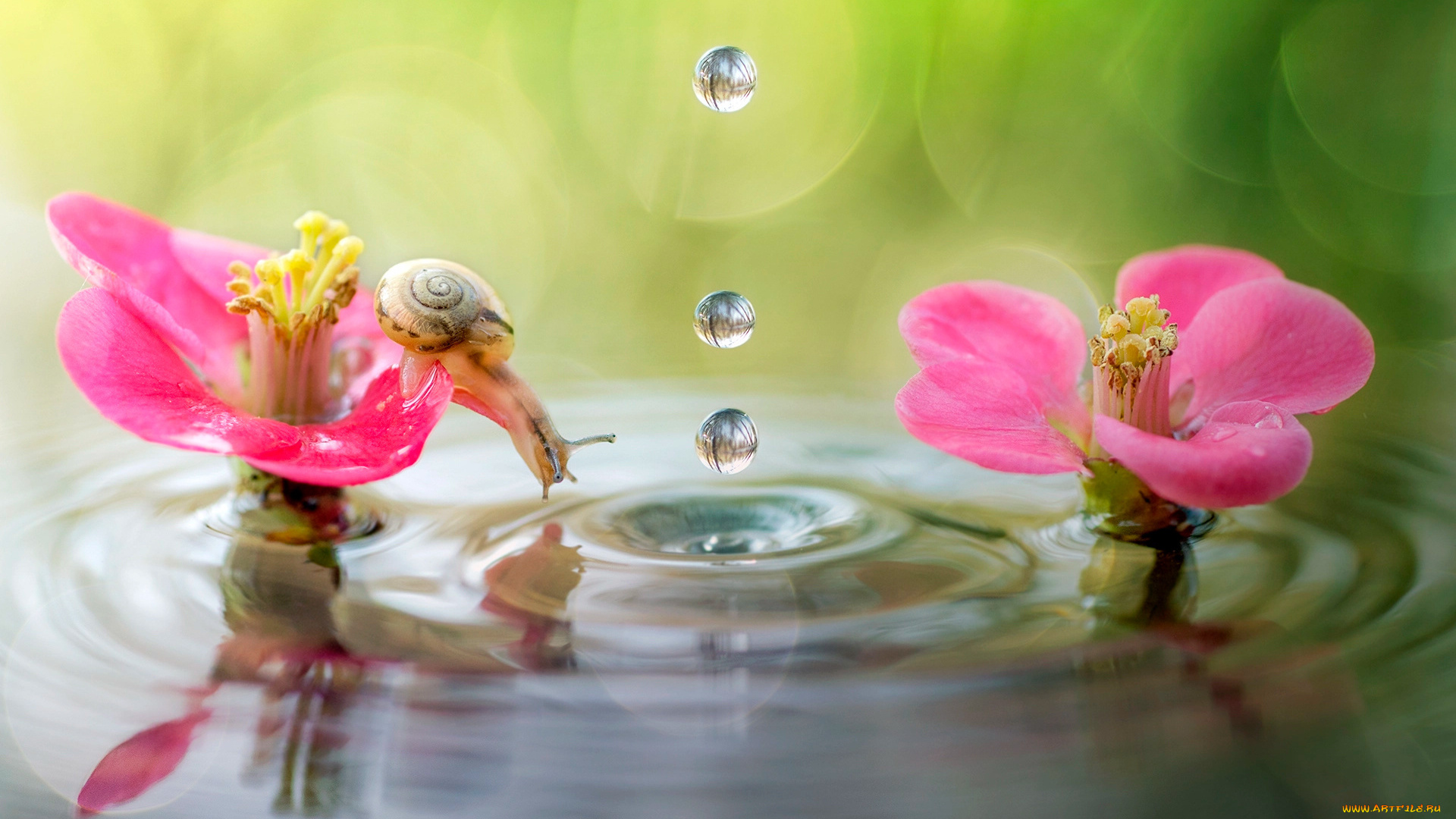 животные, улитки, вода, макро, природа, боке, улитка, цветы, капли