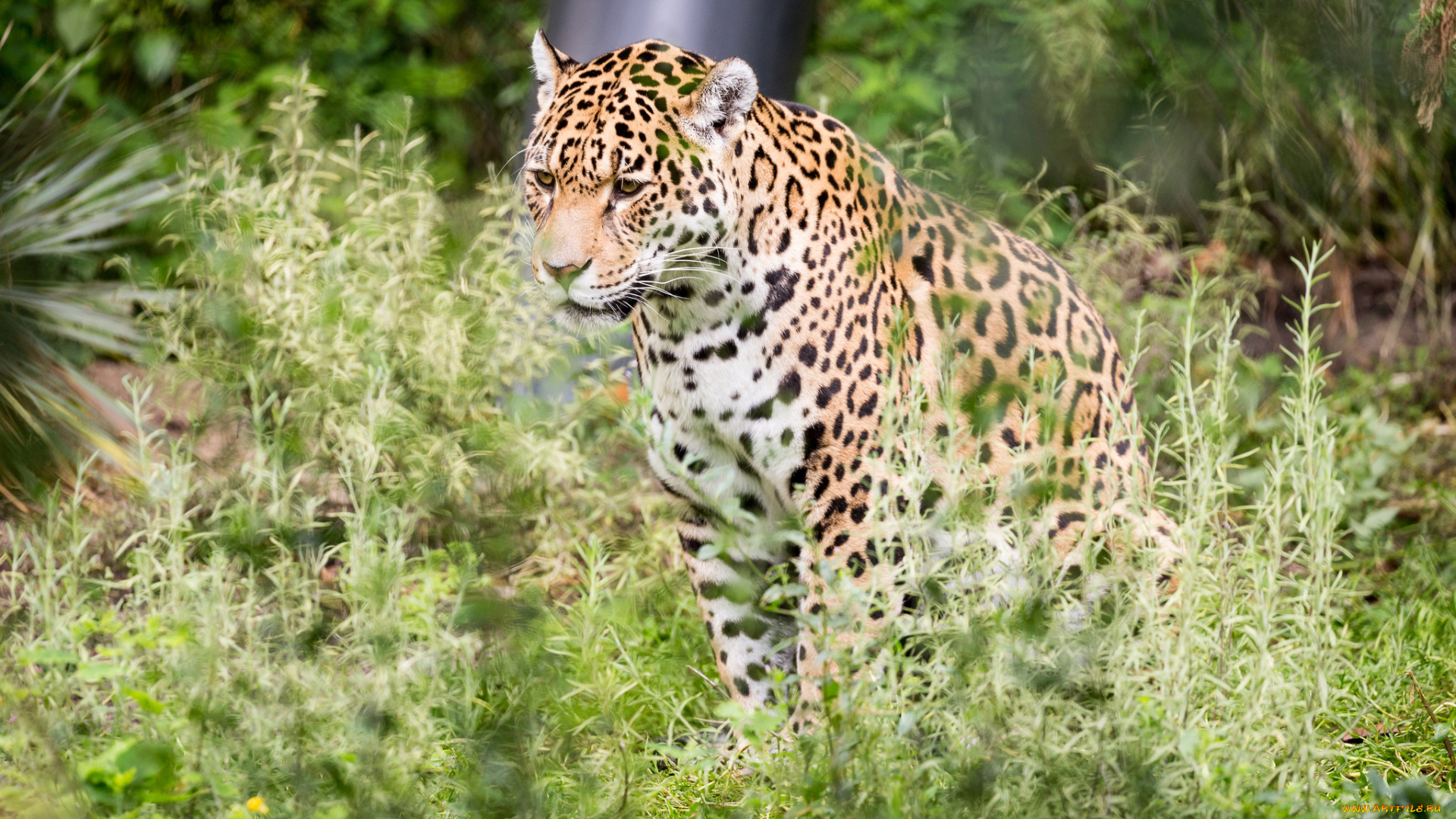 животные, Ягуары, отдых, природа, животное, ягуар