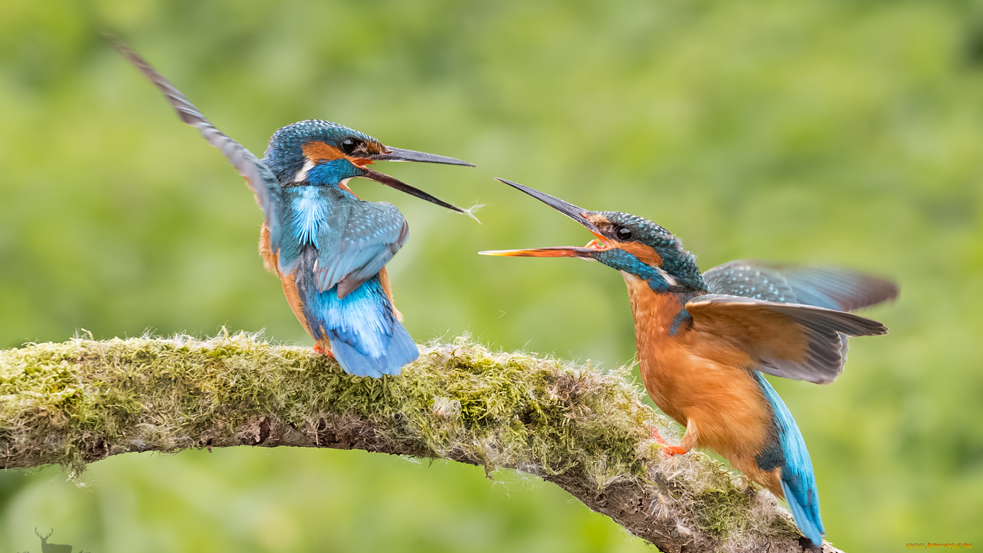 животные, зимородки