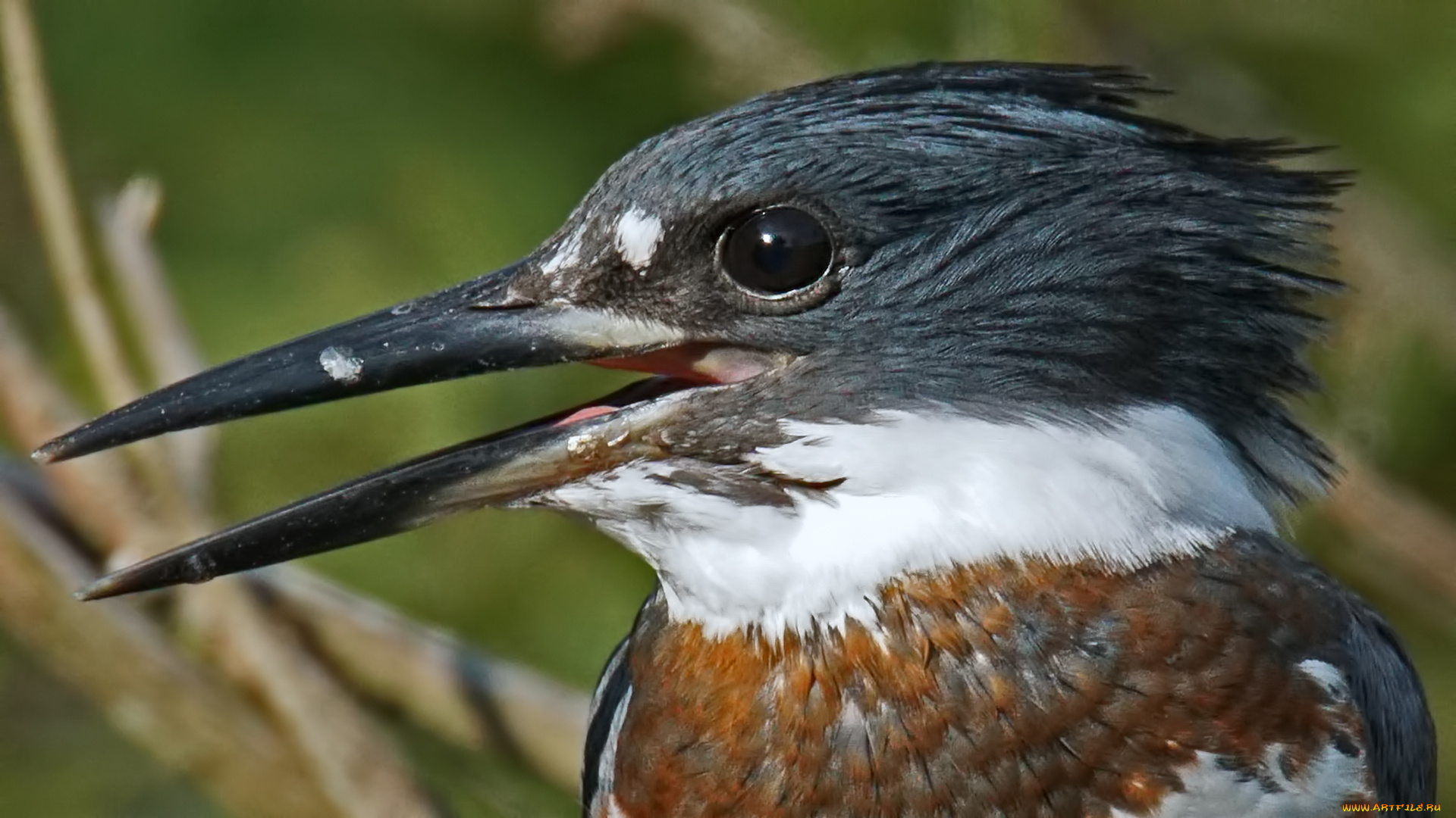 животные, зимородки, портрет