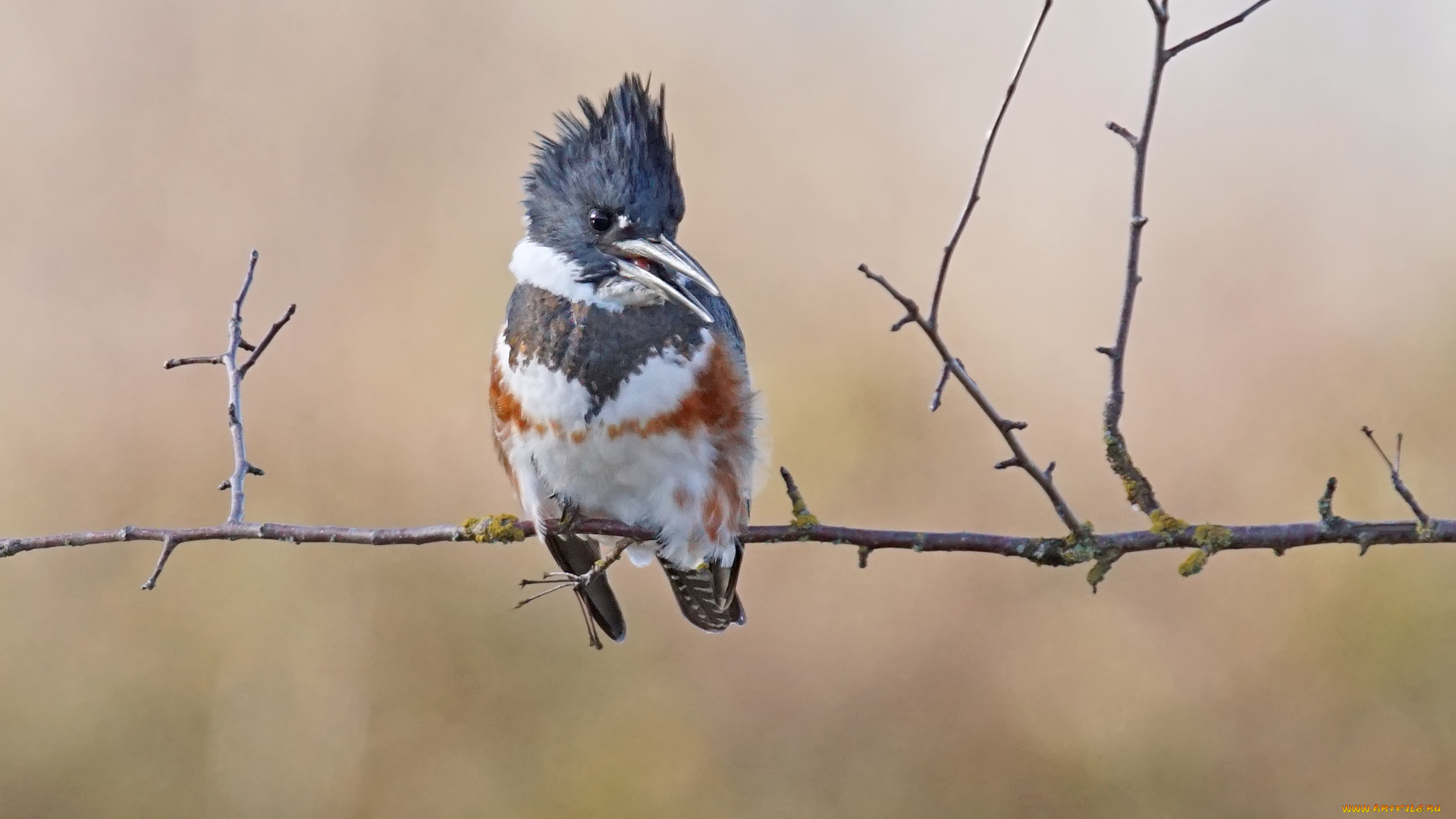 животные, зимородки, птица