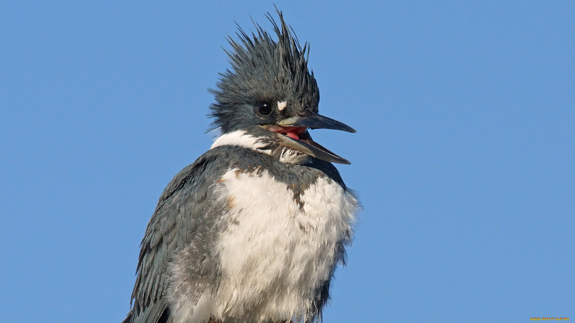 животные, зимородки, птица