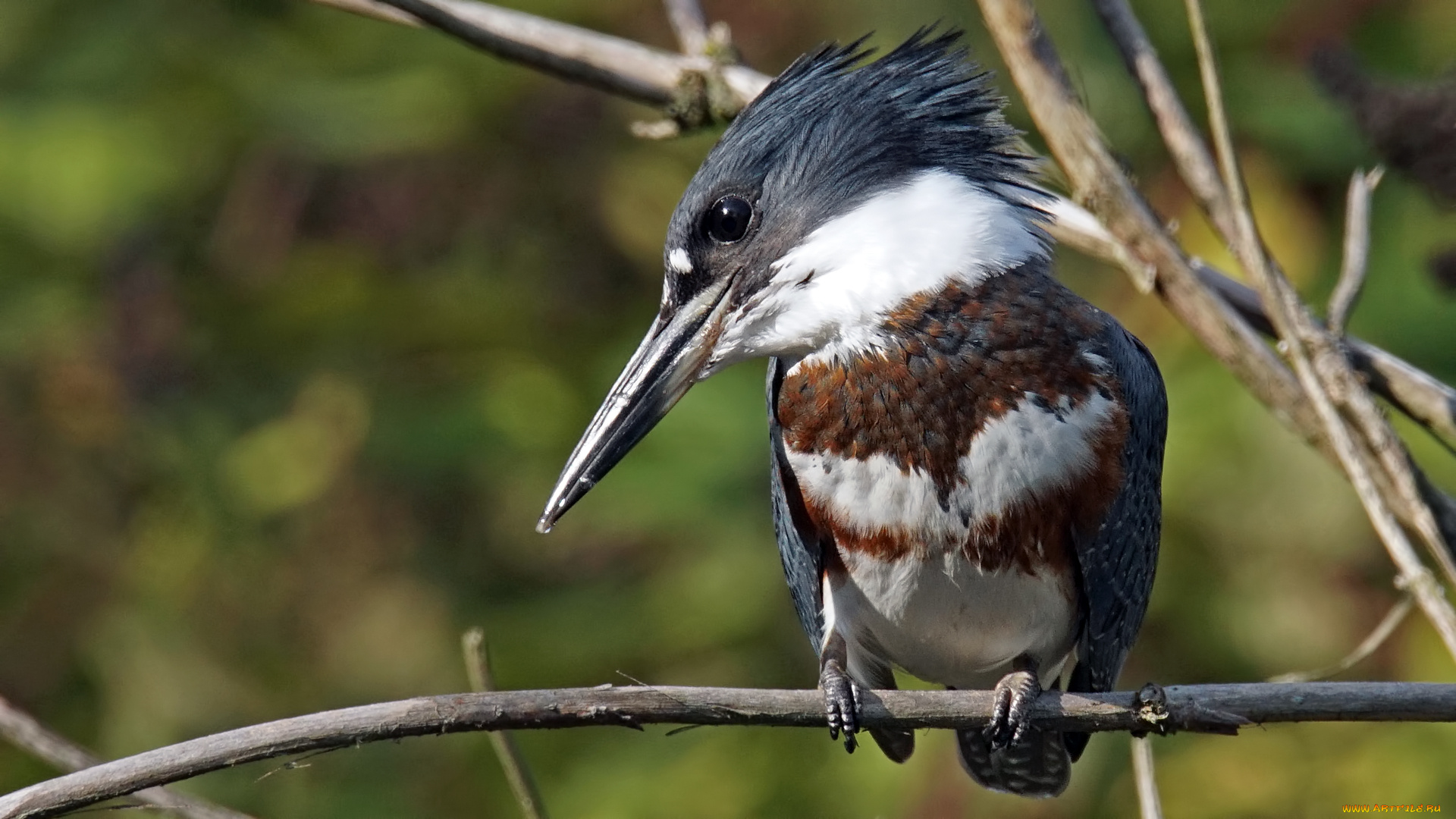 животные, зимородки, взгляд