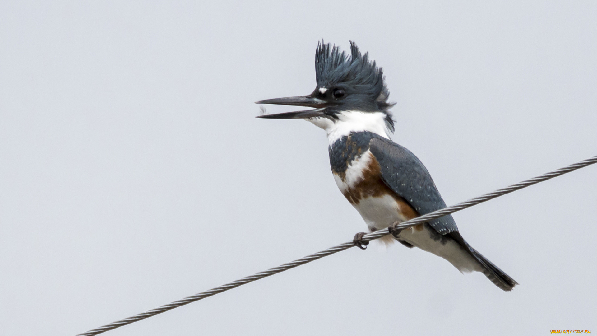 животные, зимородки, зимородок