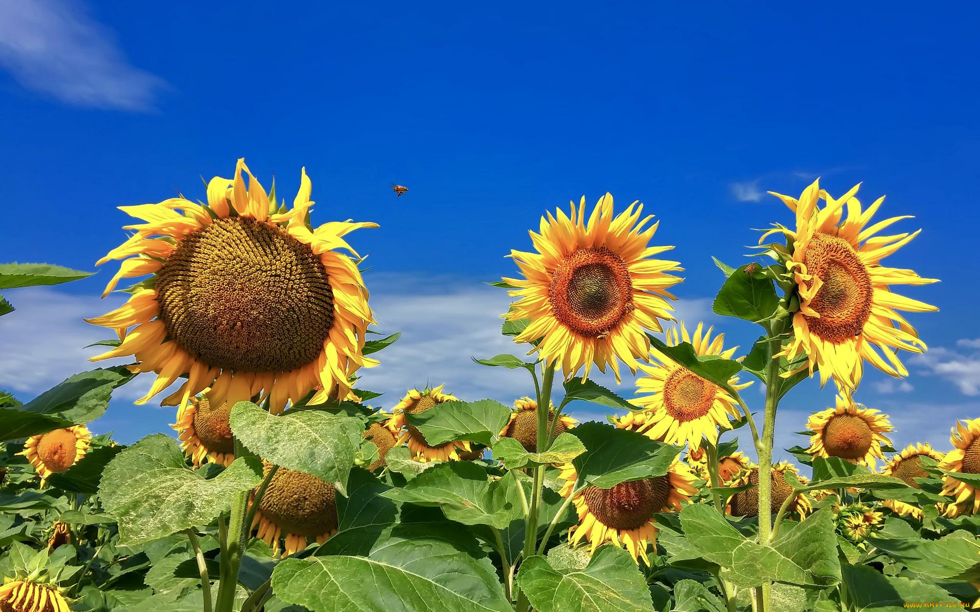 цветы, подсолнухи, поле