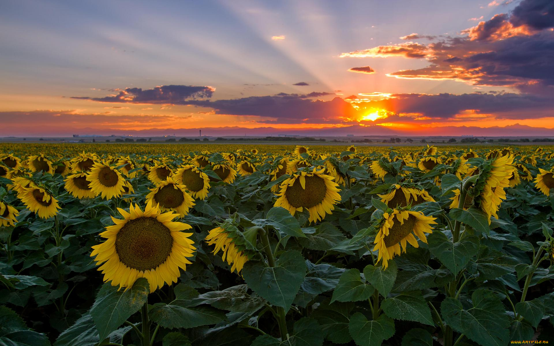 цветы, подсолнухи, поле, пейзаж, закат