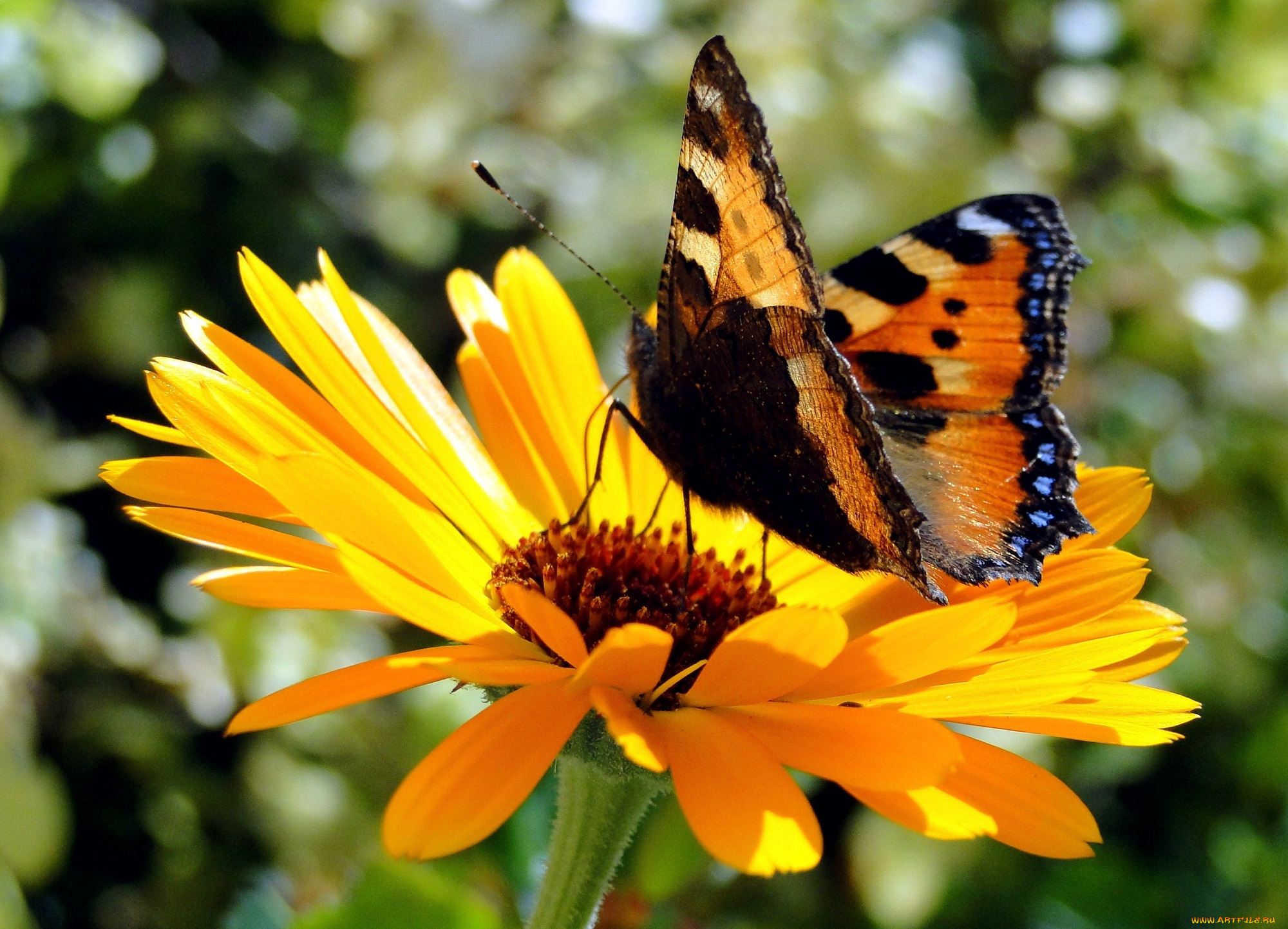 животные, бабочки, , мотыльки, , моли, чешуекрылые, нимфалиды, крапивница, бабочка, август, насекомые, ульяновской, области, насекомое, лето