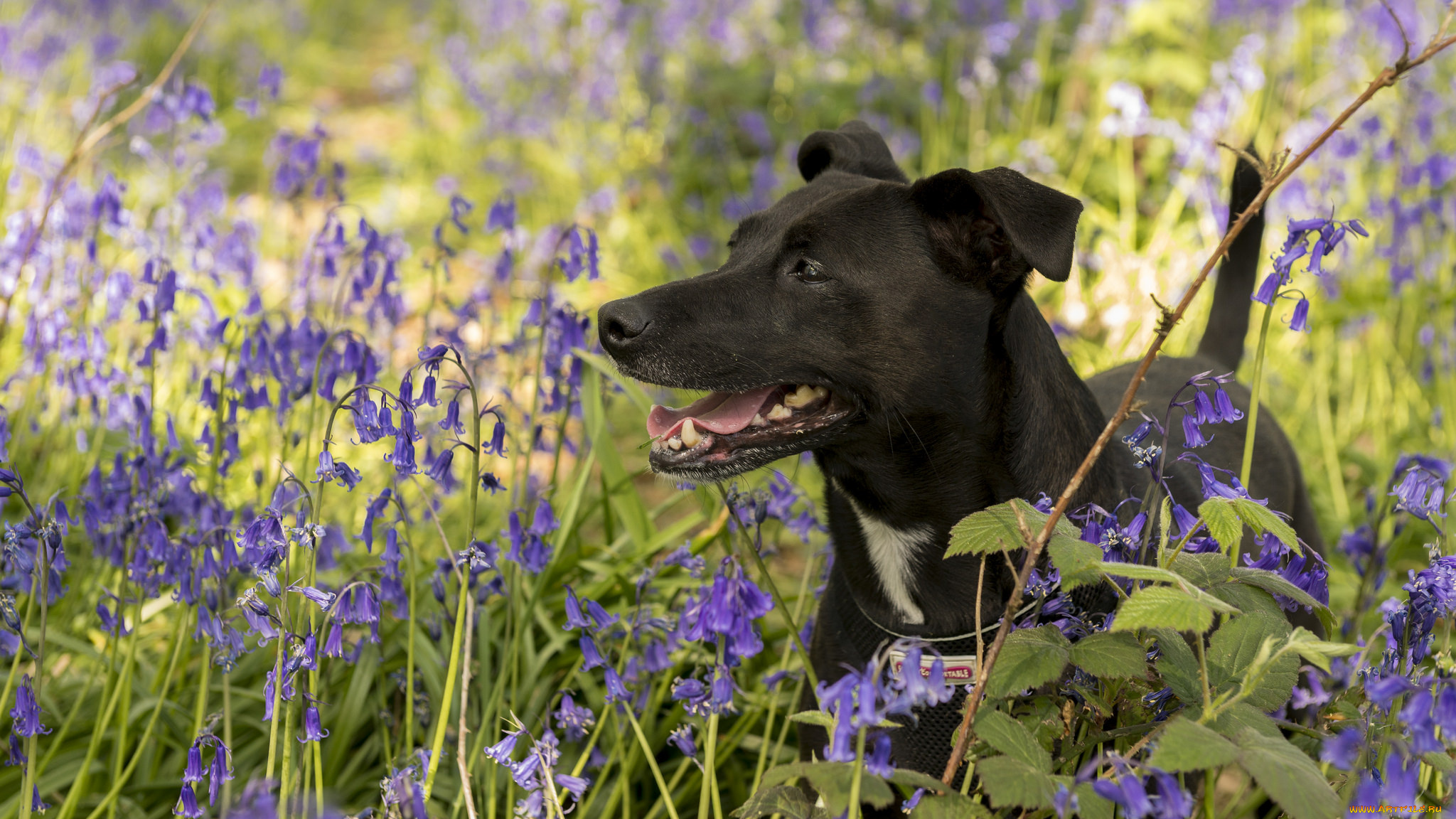животные, собаки, пёс