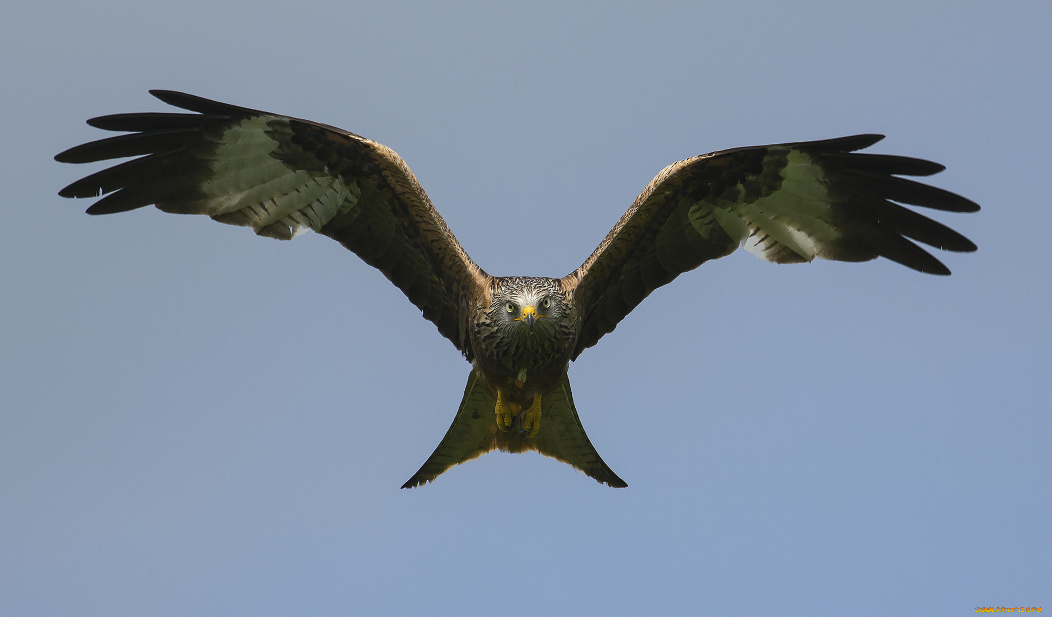 животные, птицы, -, хищники, полёт