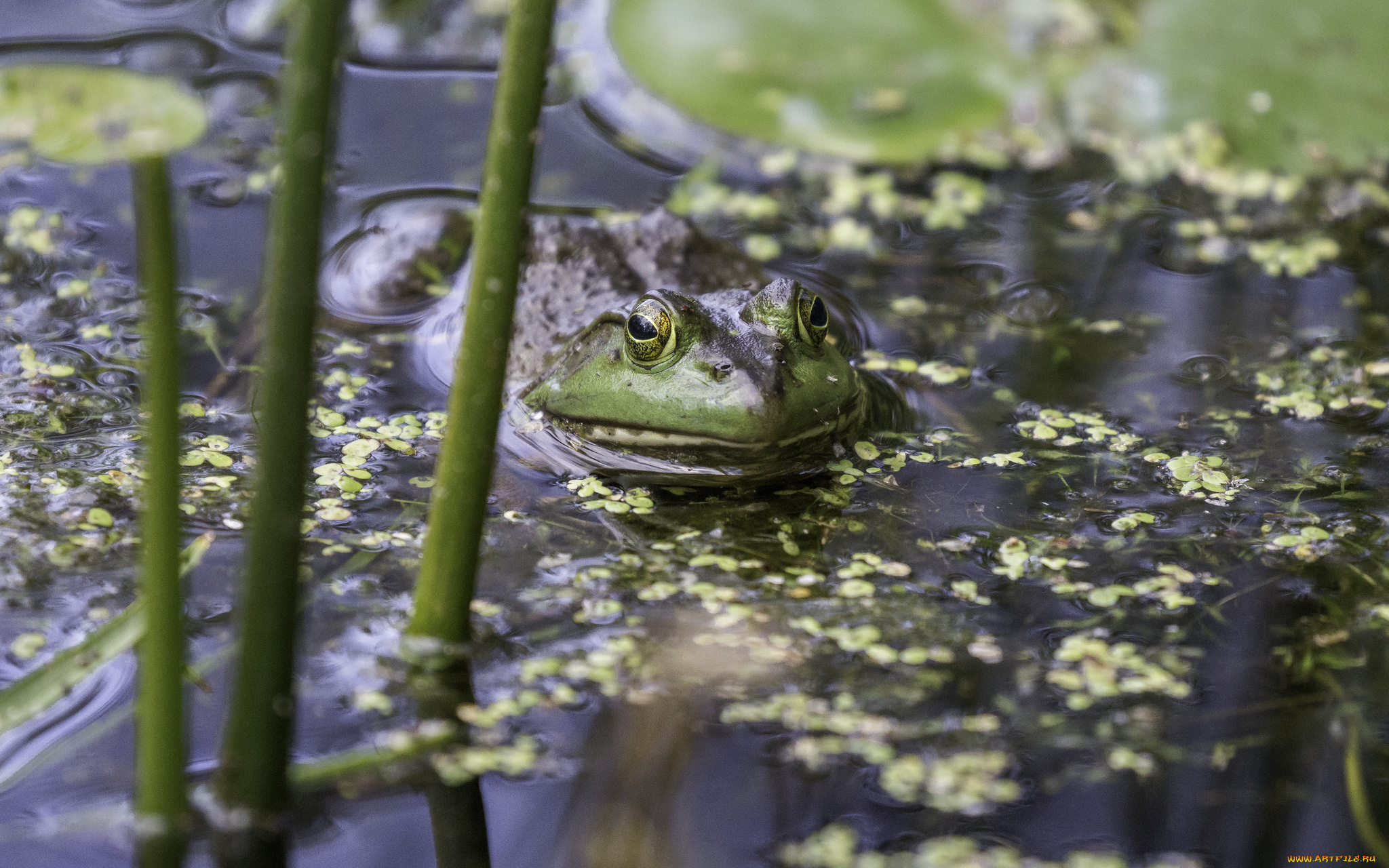 животные, лягушки, озеро, вода, камыш, ряска, лягушка