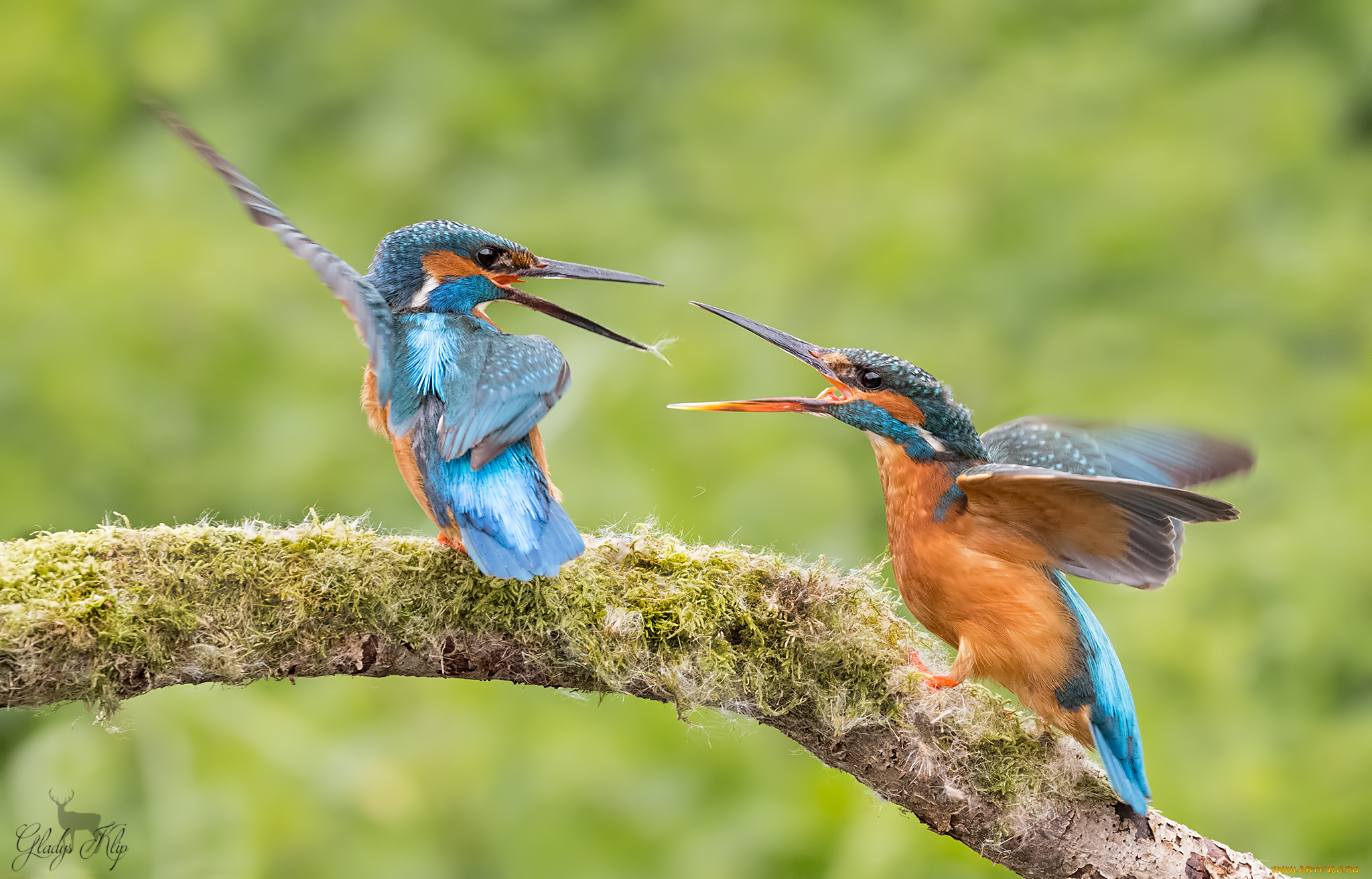 животные, зимородки