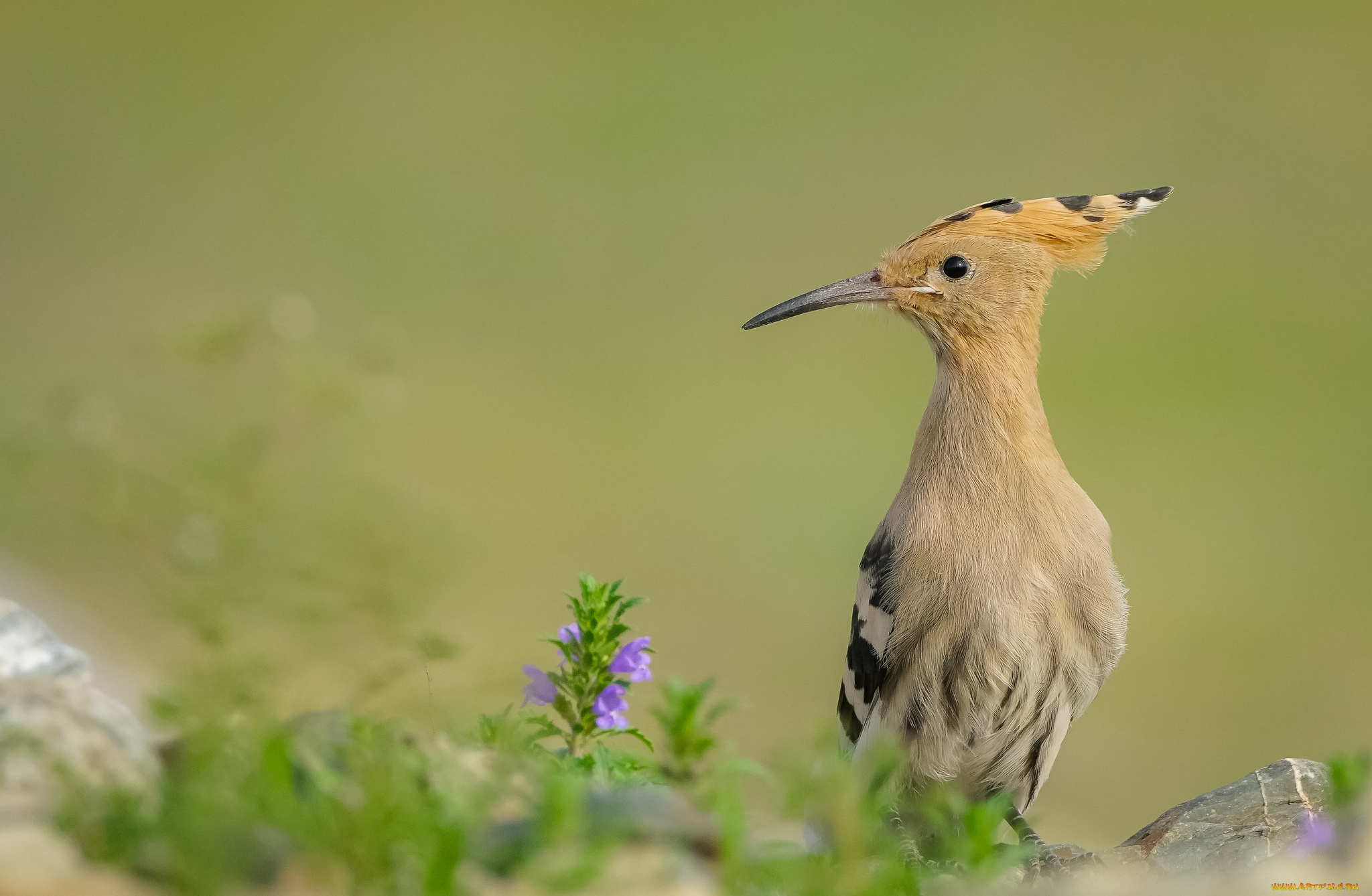 животные, птицы, перья, птица, окрас