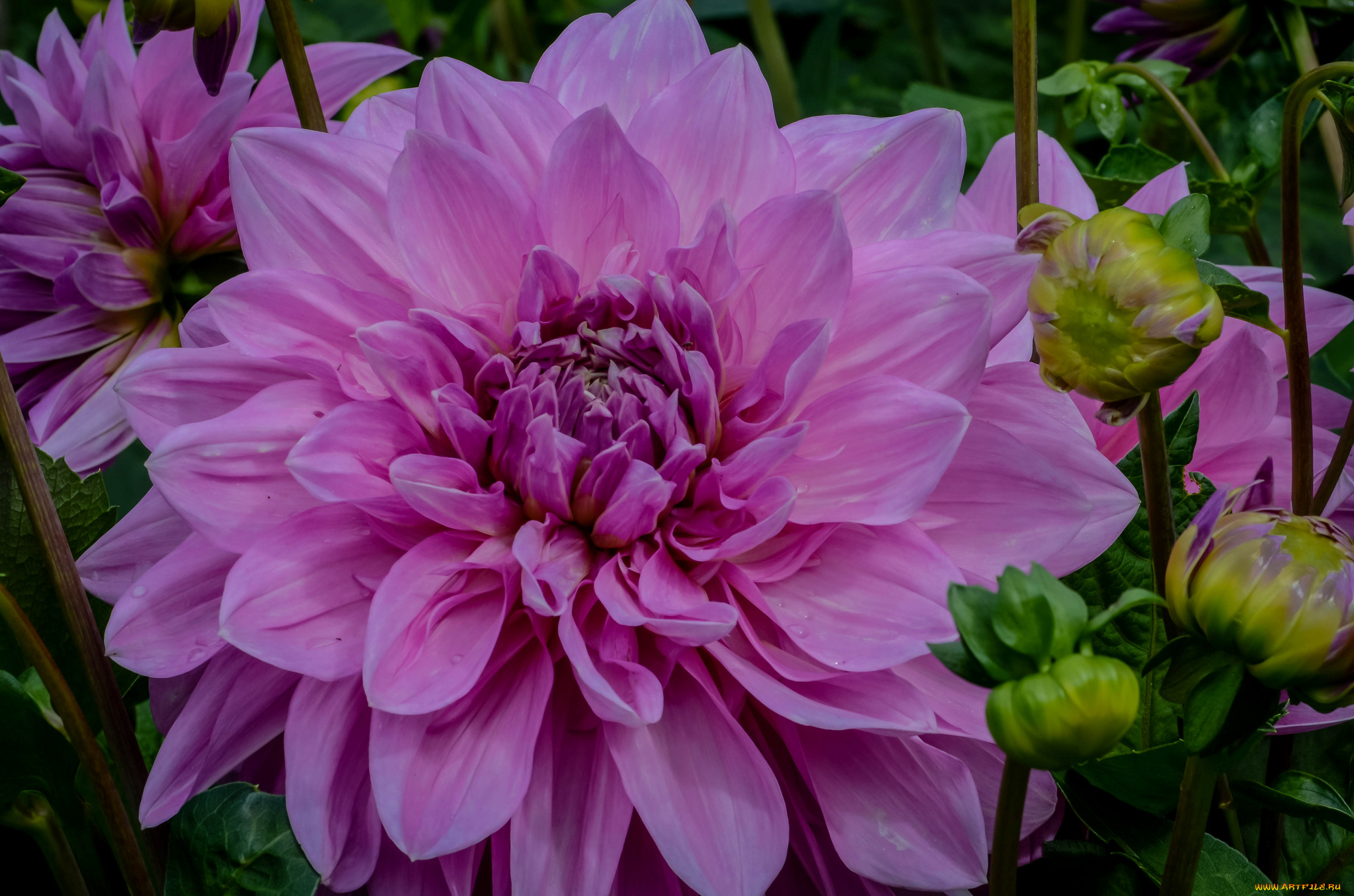 цветы, георгины, цветение, георгин, лепестки, бутоны