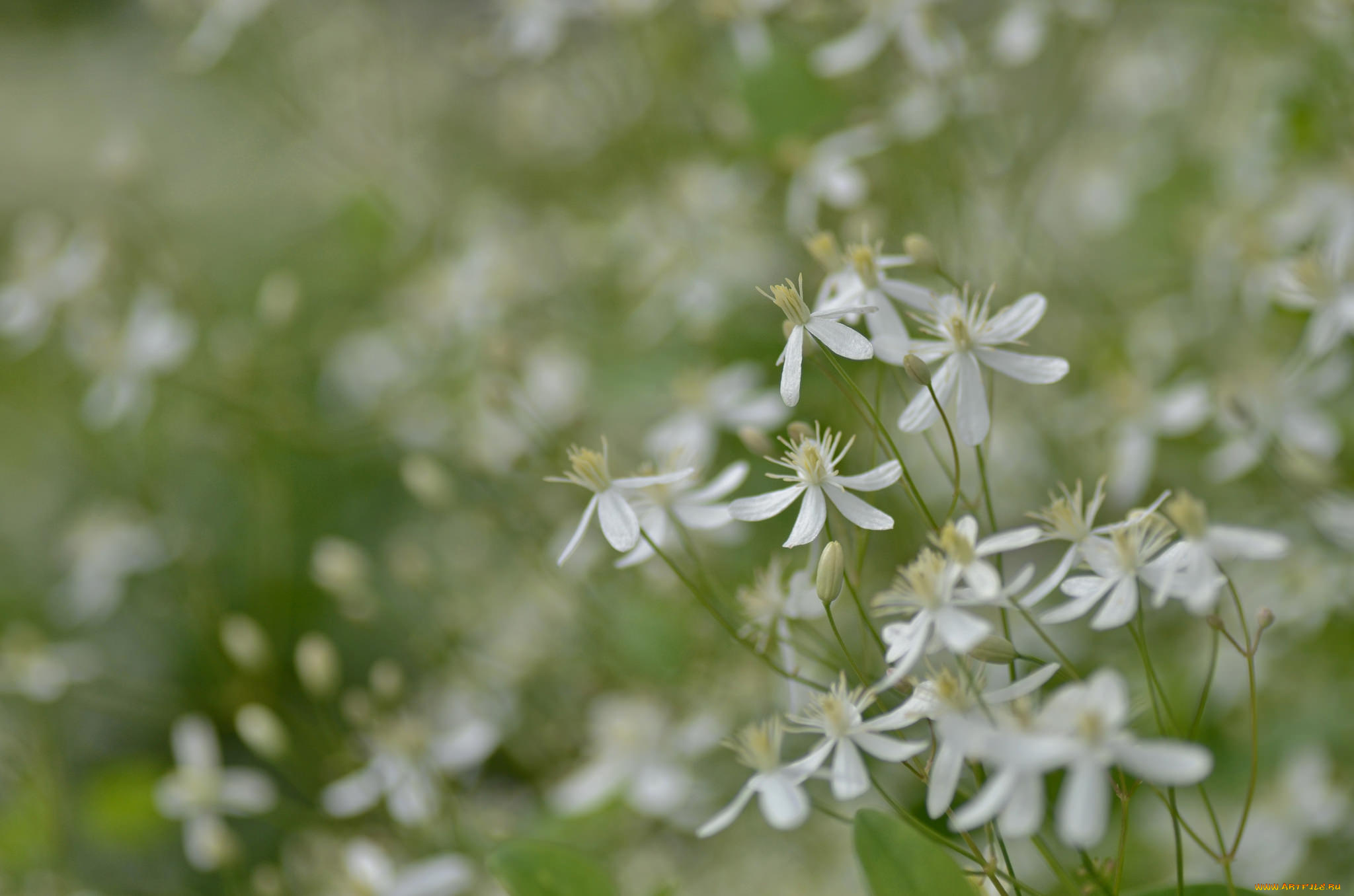 цветы, луговые, , полевые, , цветы, белые