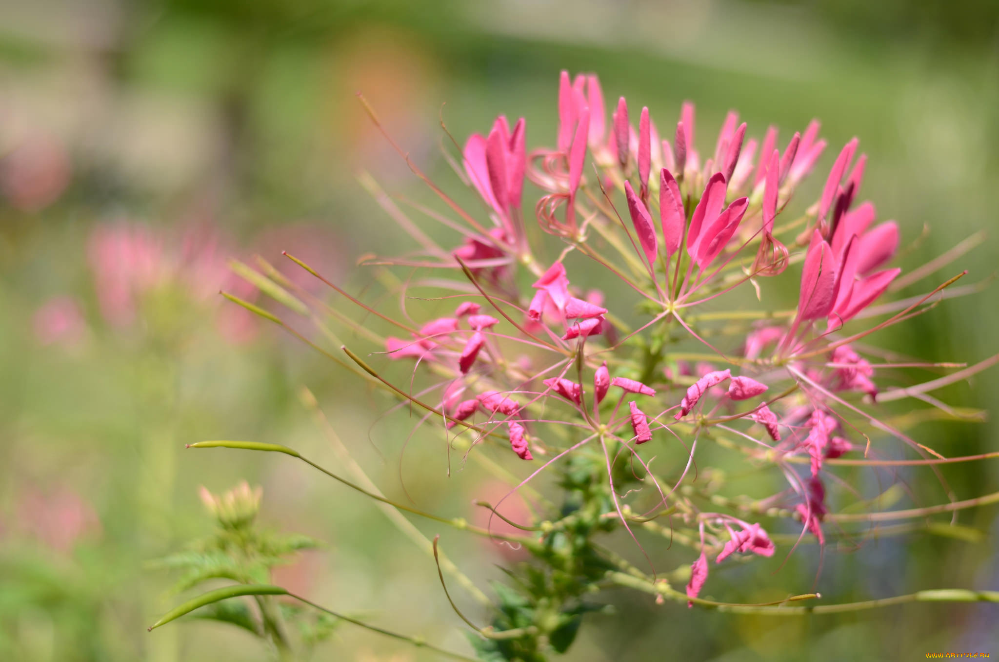 цветы, розовые