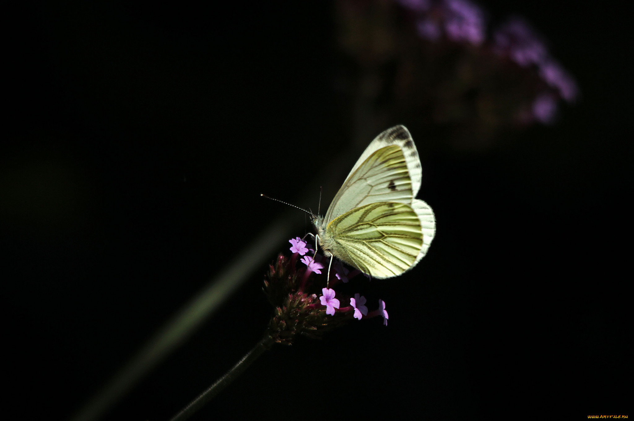 животные, бабочки, , мотыльки, , моли, макро