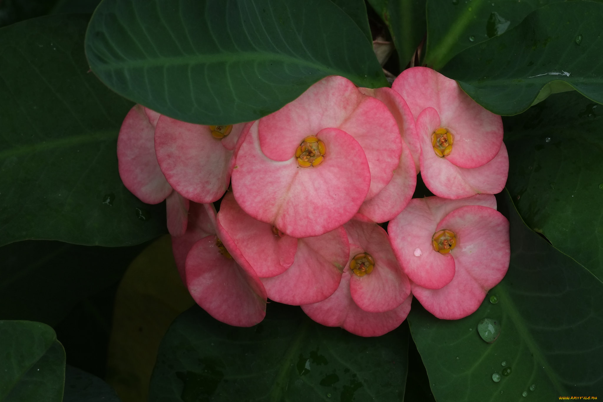 цветы, цветение, розовый