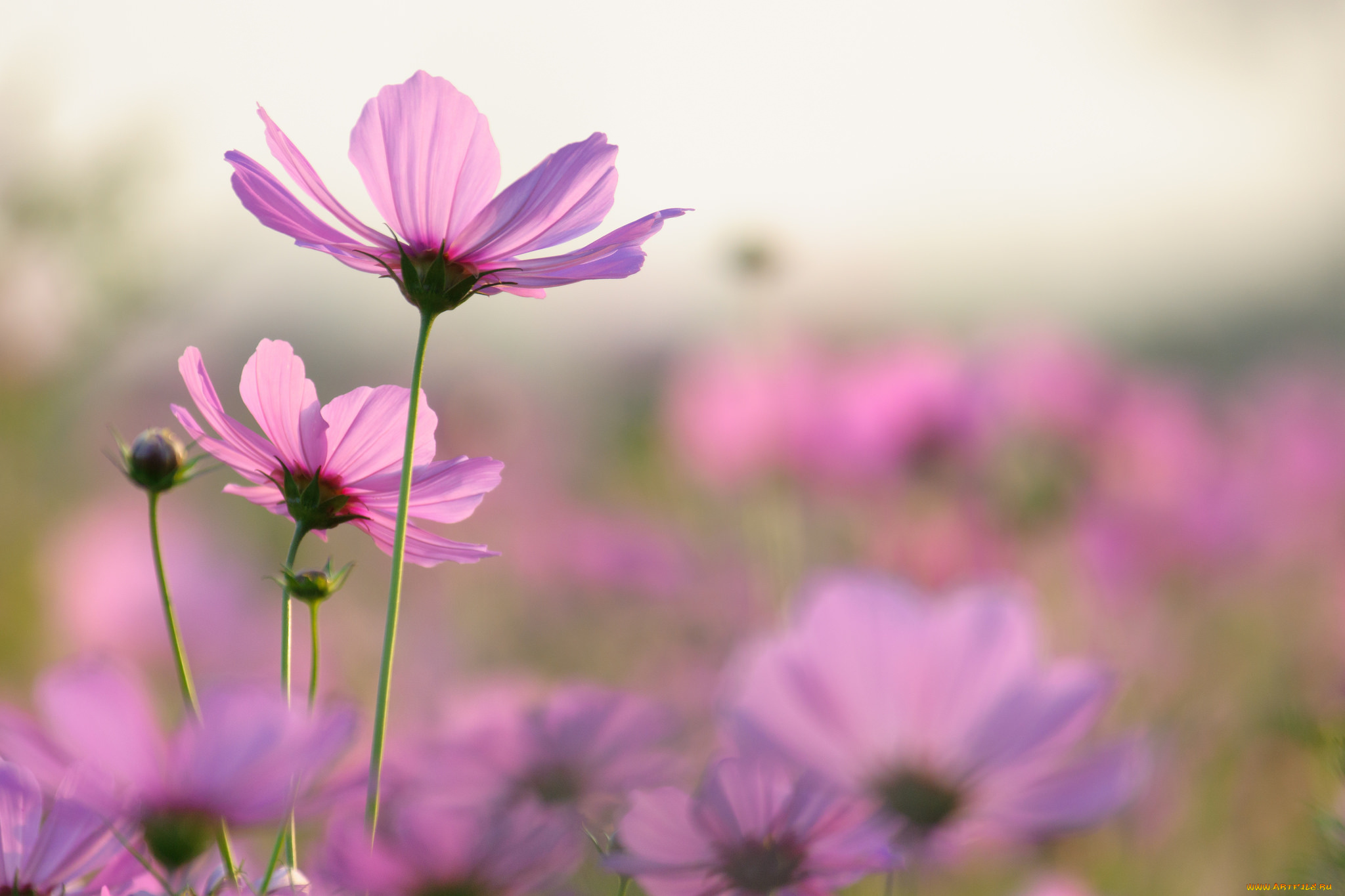 цветы, космея, макро