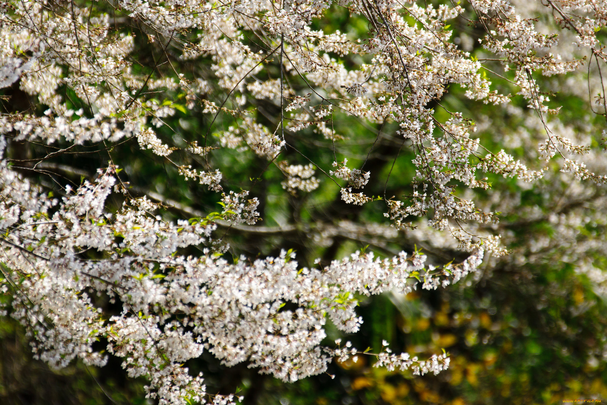 цветы, сакура, , вишня, ветки