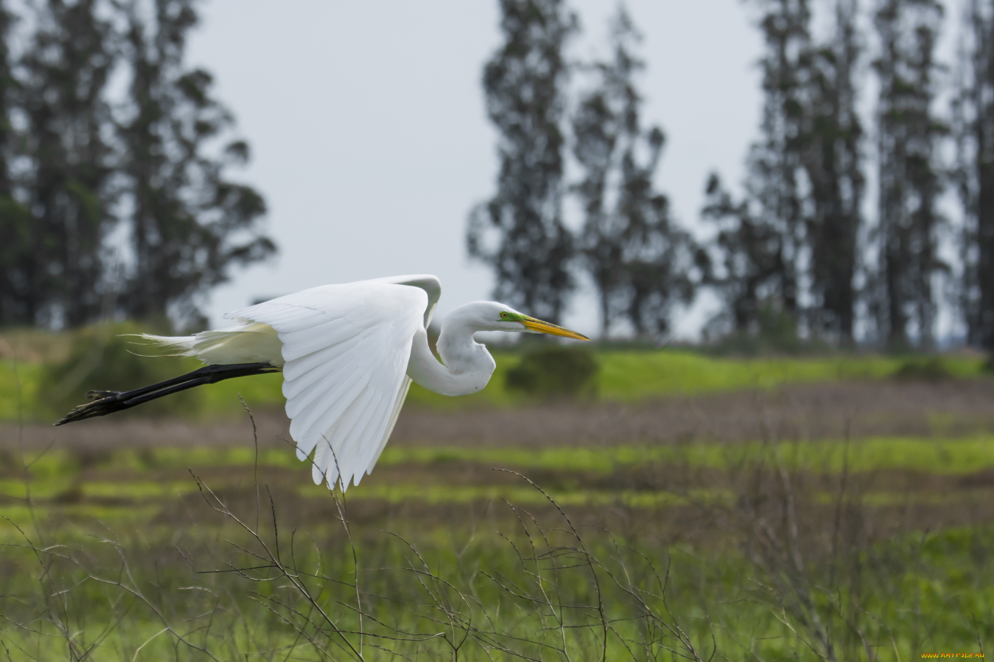животные, цапли, , выпи, полёт