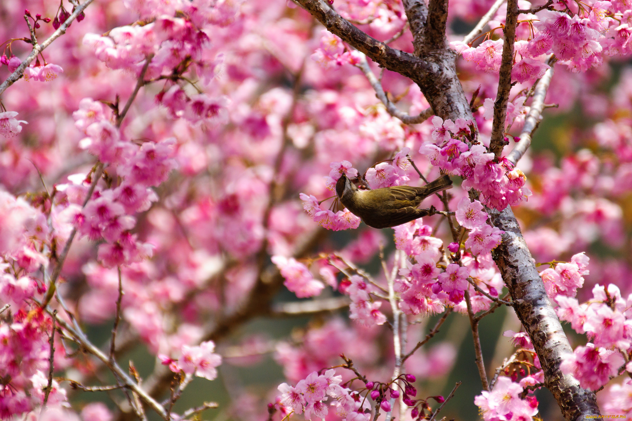 животные, птицы, птица