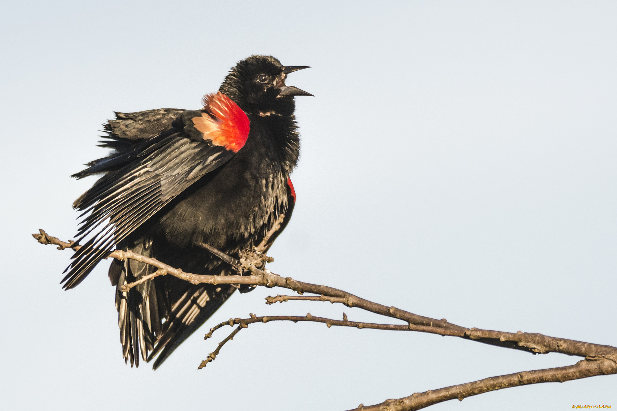 животные, птицы, птица