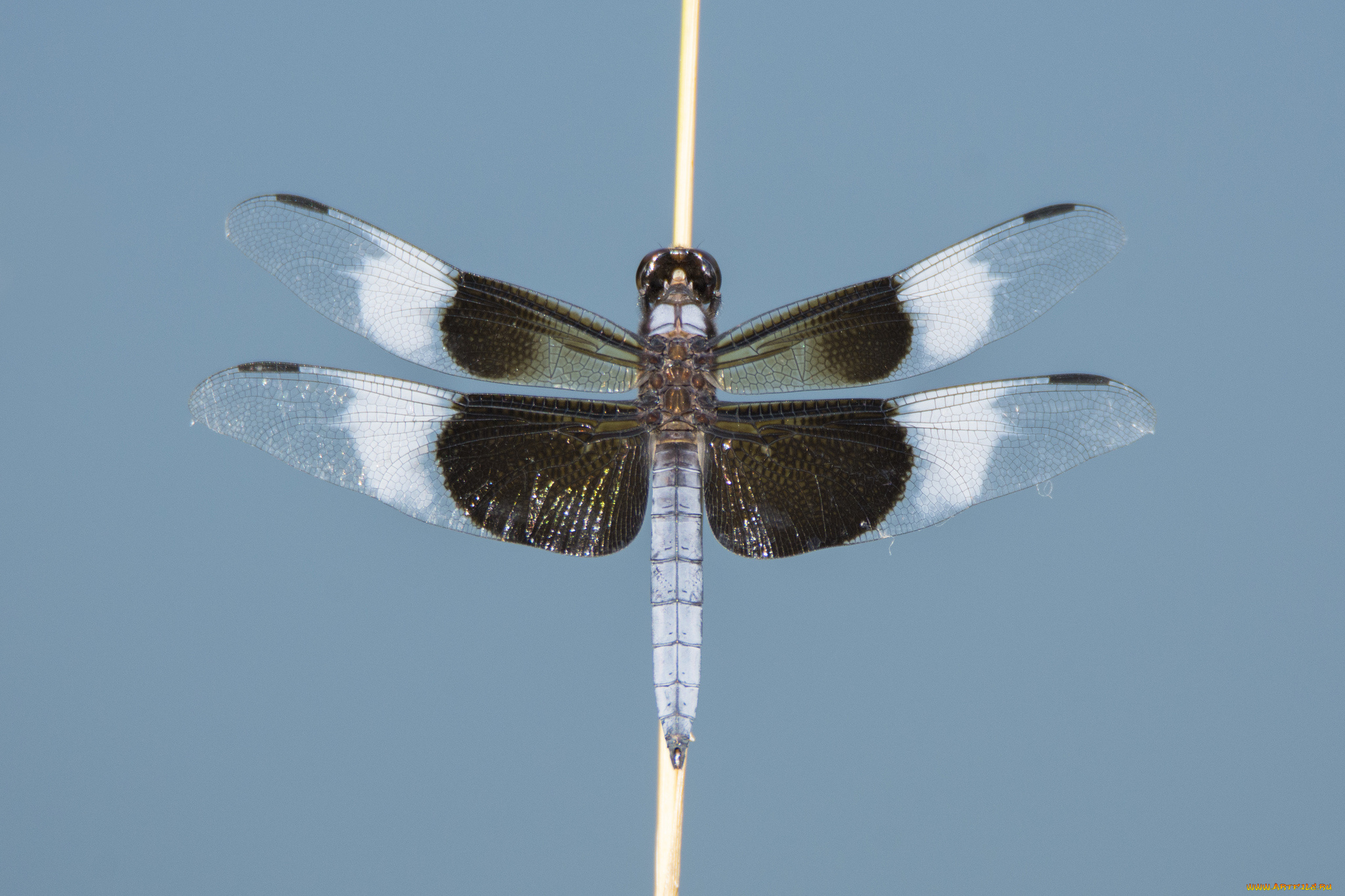 животные, стрекозы, стрекоза