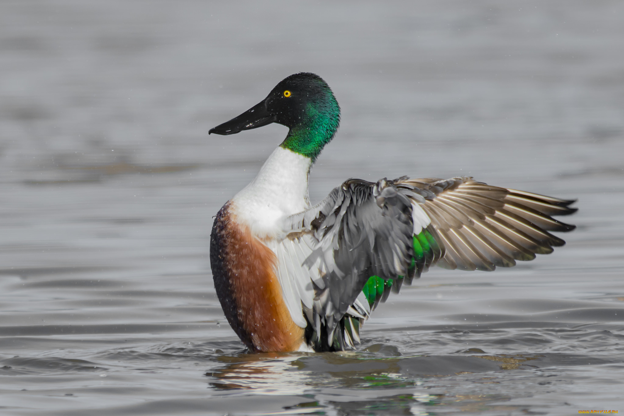 животные, утки, утак