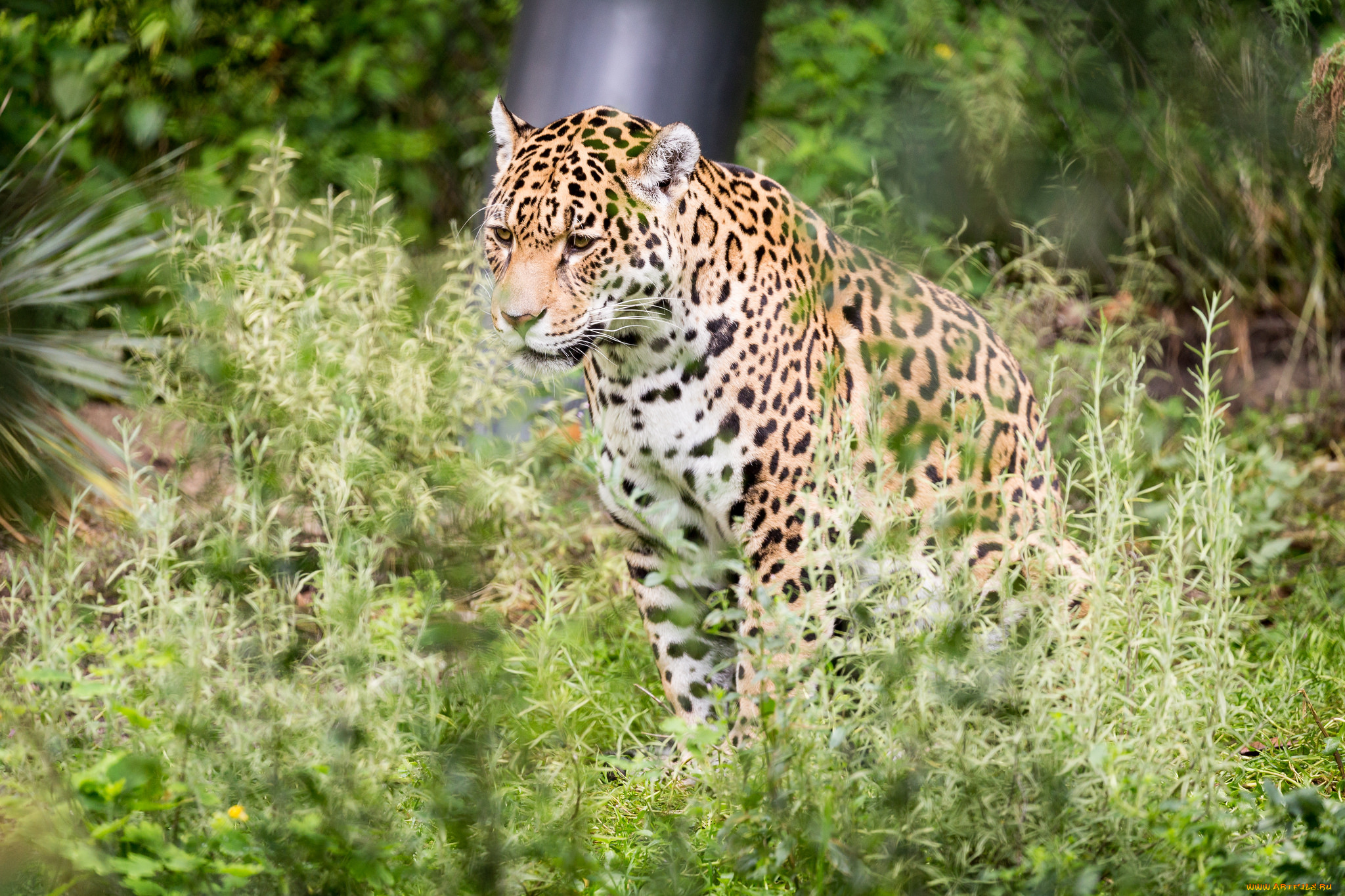 животные, Ягуары, отдых, природа, животное, ягуар